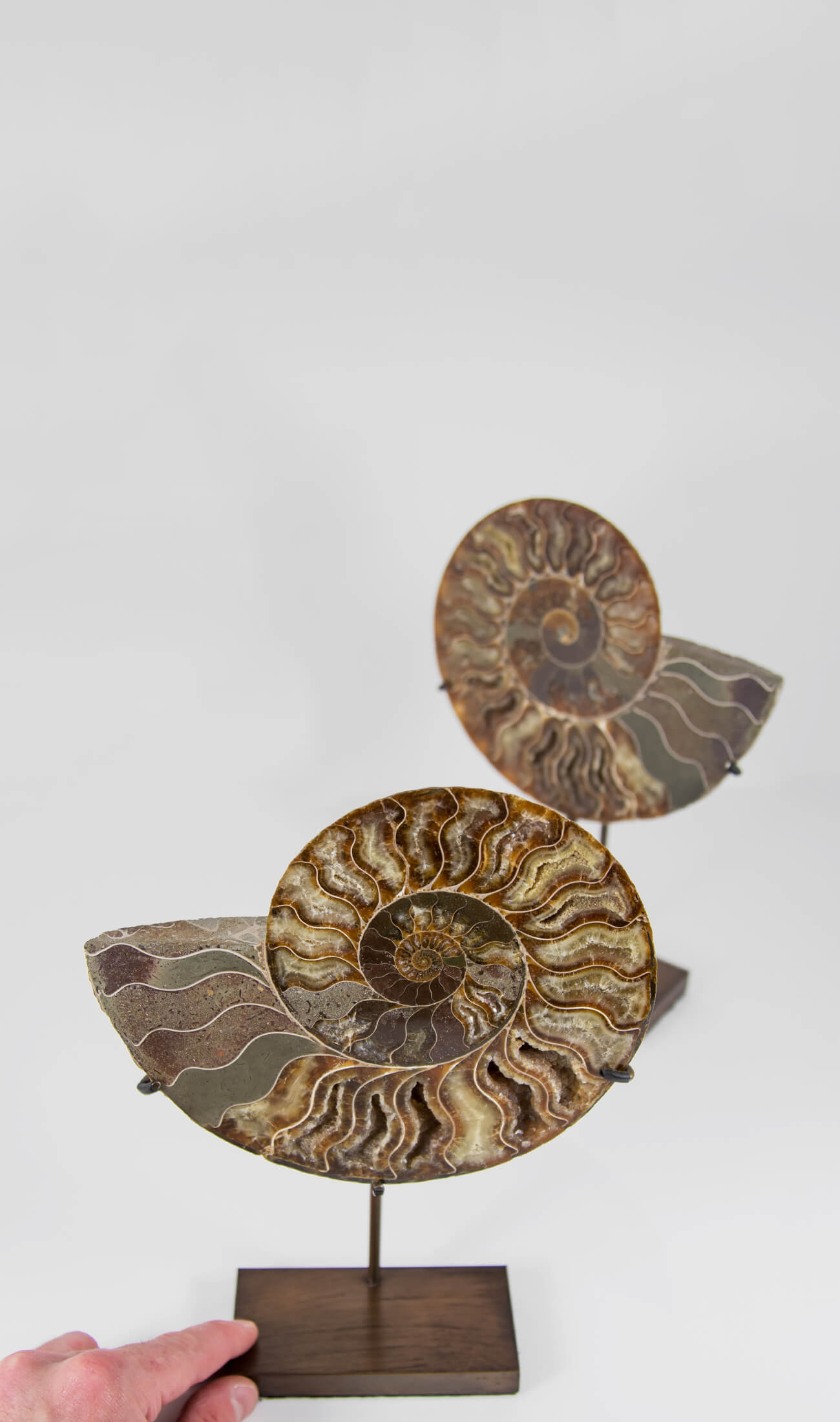 Beautifully presented pair of Cleoniceras ammonite fossils for sale measuring 238mm on our custom designed bronze stands