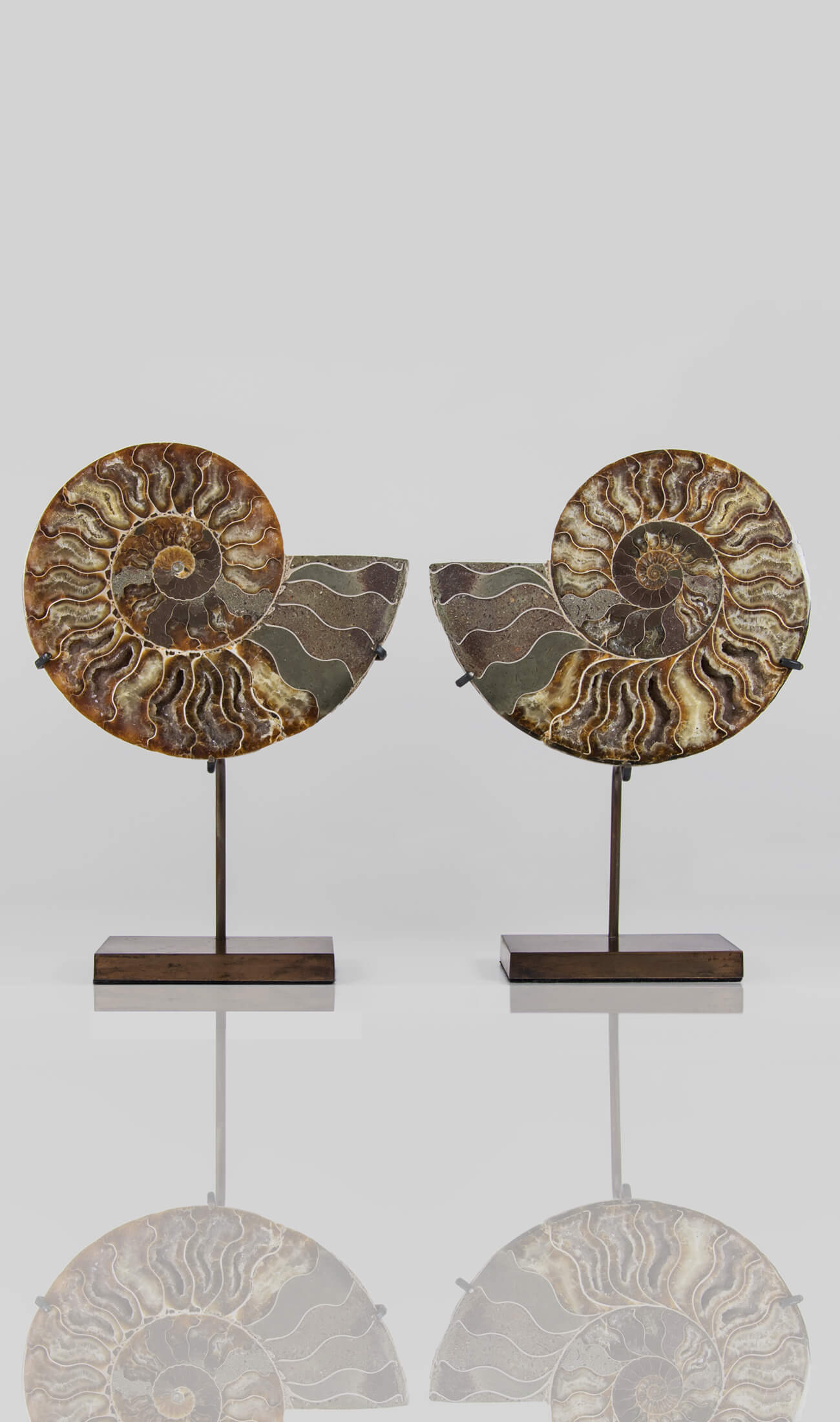 Beautifully presented pair of Cleoniceras ammonite fossils for sale measuring 238mm on our custom designed bronze stands