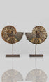 Beautifully presented pair of Cleoniceras ammonite fossils for sale measuring 238mm on our custom designed bronze stands