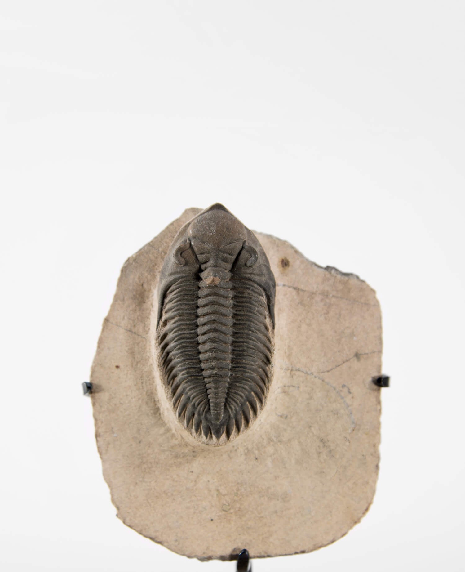 A scientifically important Coltraenia oufatenensis fossil trilobite for sale measuring 142mm at THE FOSSIL STORE