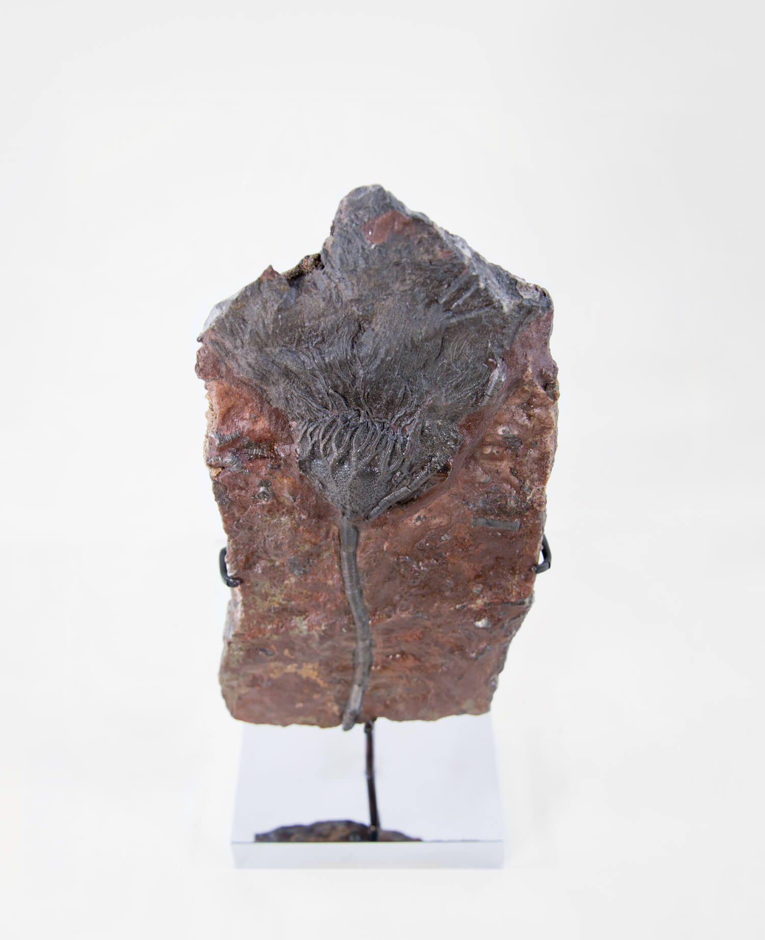 A museum-standard Scyphocrinites elegans crinoid lily fossil for sale measuring 385mm on our custom designed bronze stand