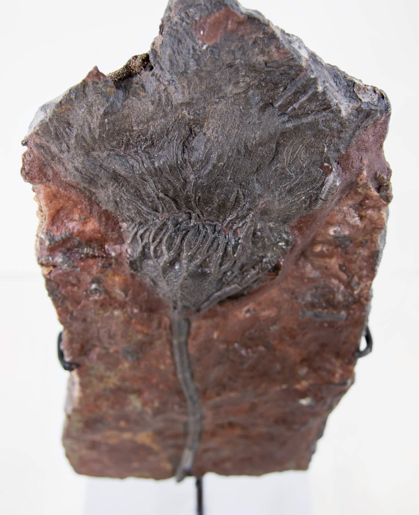 A museum-standard Scyphocrinites elegans crinoid lily fossil for sale measuring 385mm on our custom designed bronze stand