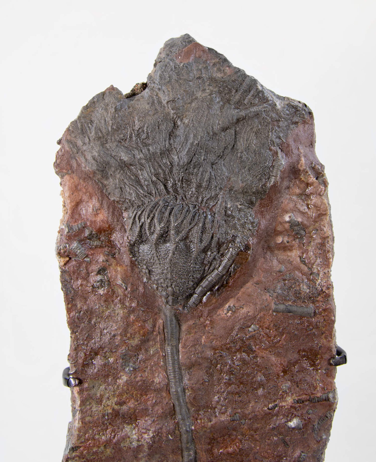 A museum-standard Scyphocrinites elegans crinoid lily fossil for sale measuring 385mm on our custom designed bronze stand