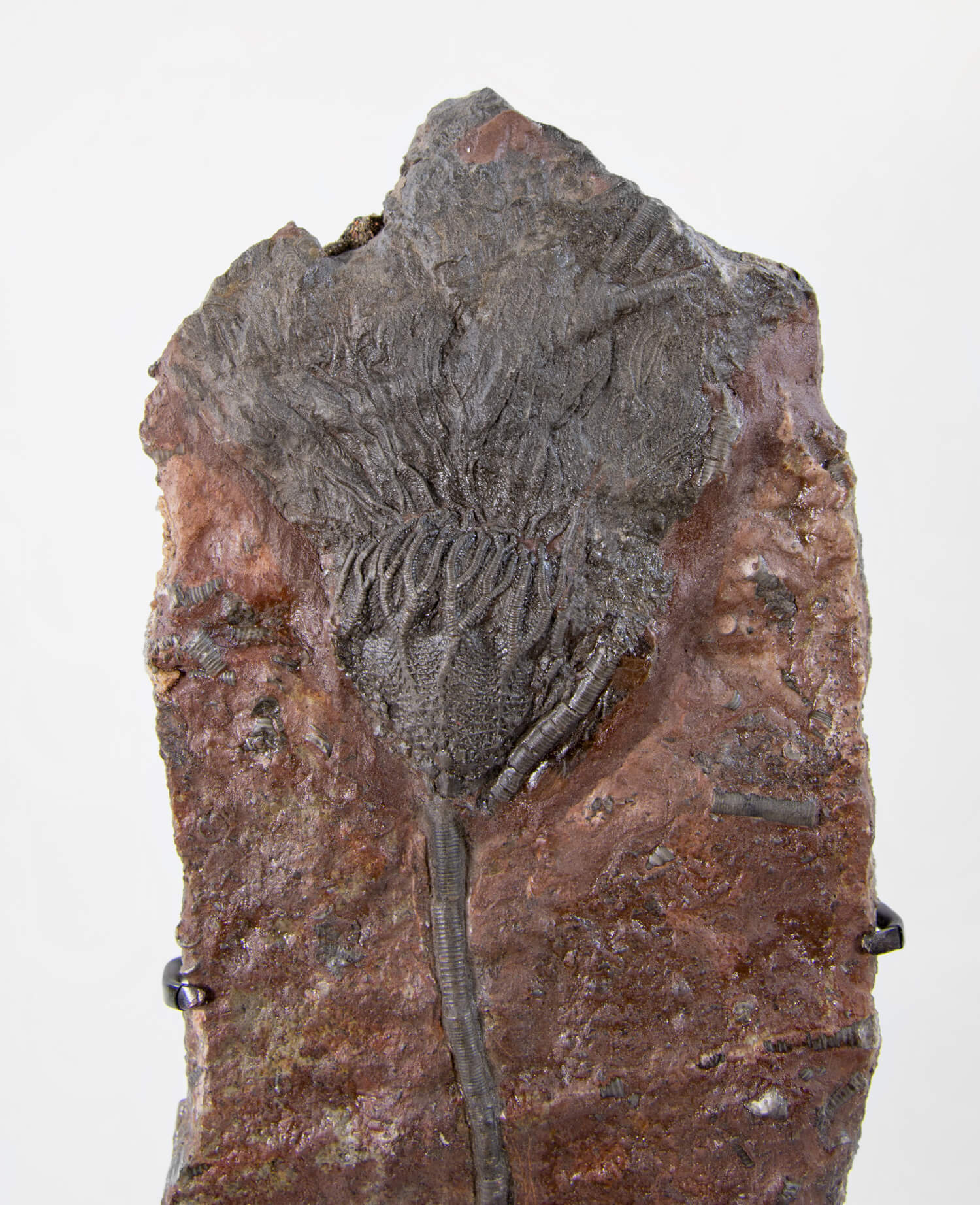 A museum-standard Scyphocrinites elegans crinoid lily fossil for sale measuring 385mm on our custom designed bronze stand