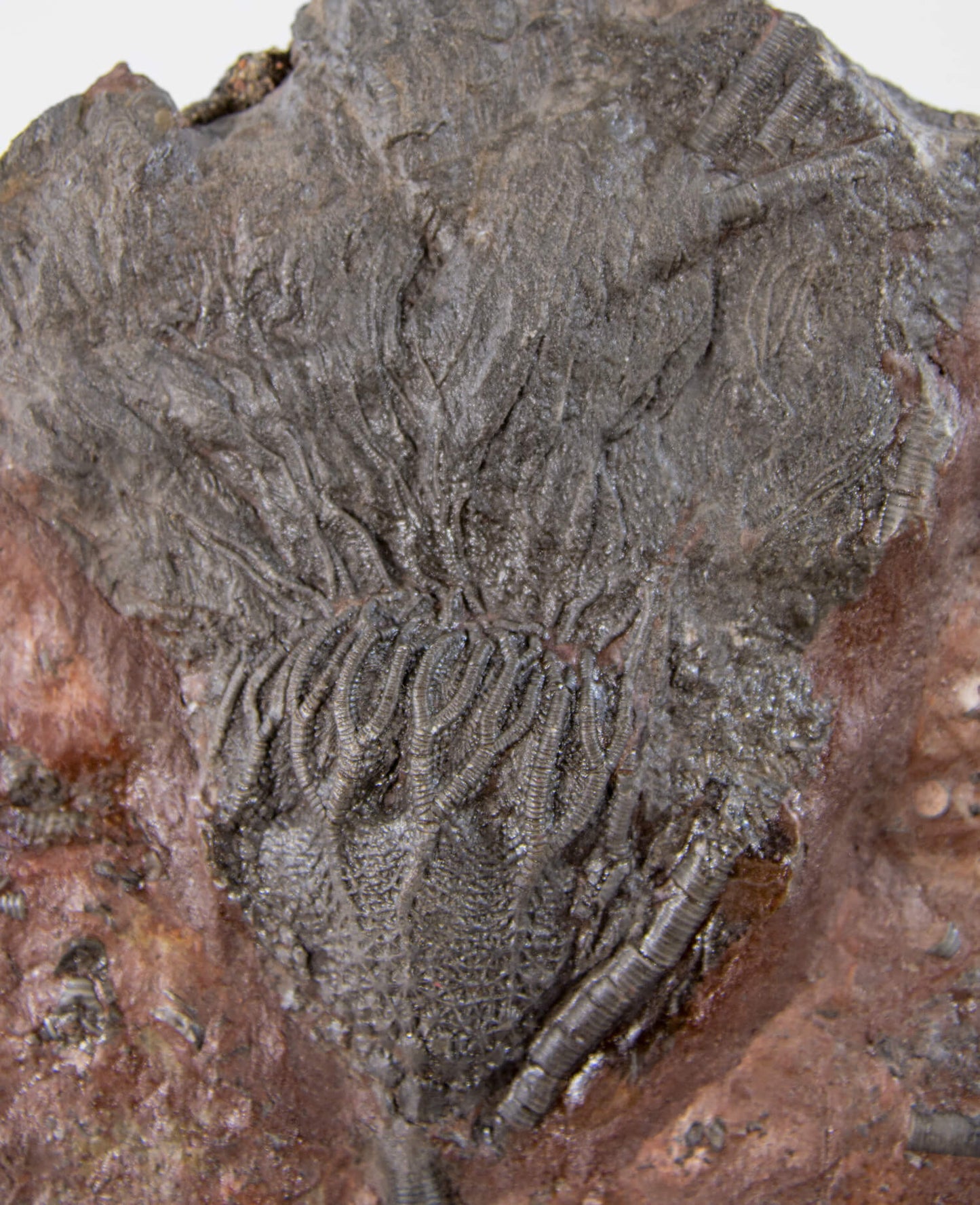 A museum-standard Scyphocrinites elegans crinoid lily fossil for sale measuring 385mm on our custom designed bronze stand