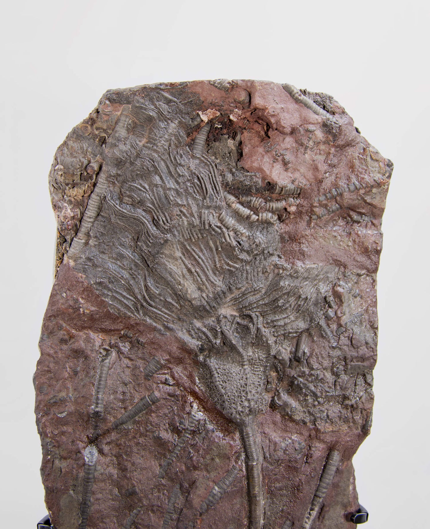 A museum-standard Scyphocrinites elegans crinoid lily fossil for sale measuring 390mm on our custom designed bronze stand