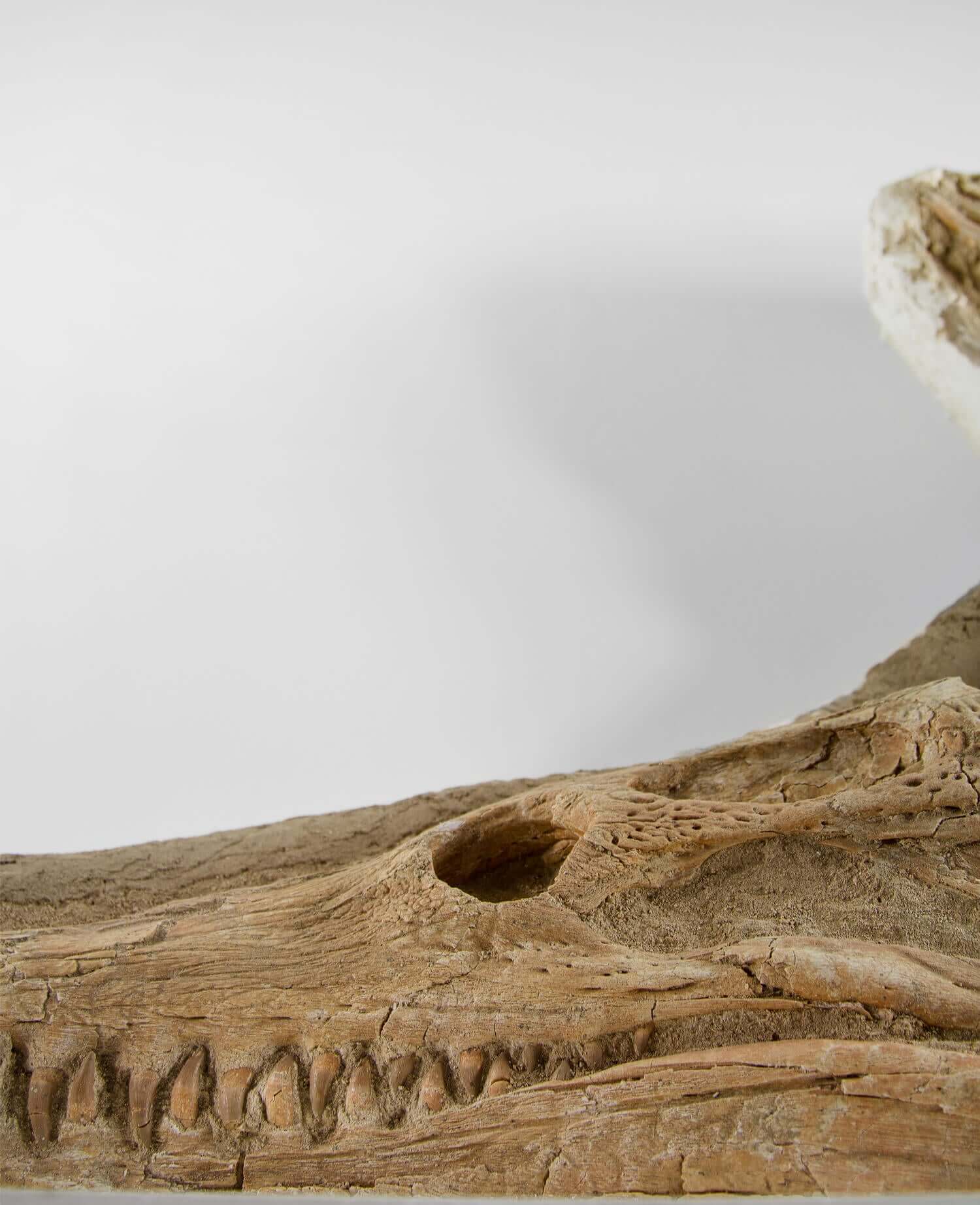 Highly important museum-quality Dyrosaurus Crocodile fossil Skull for sale measuring 1.31 meters