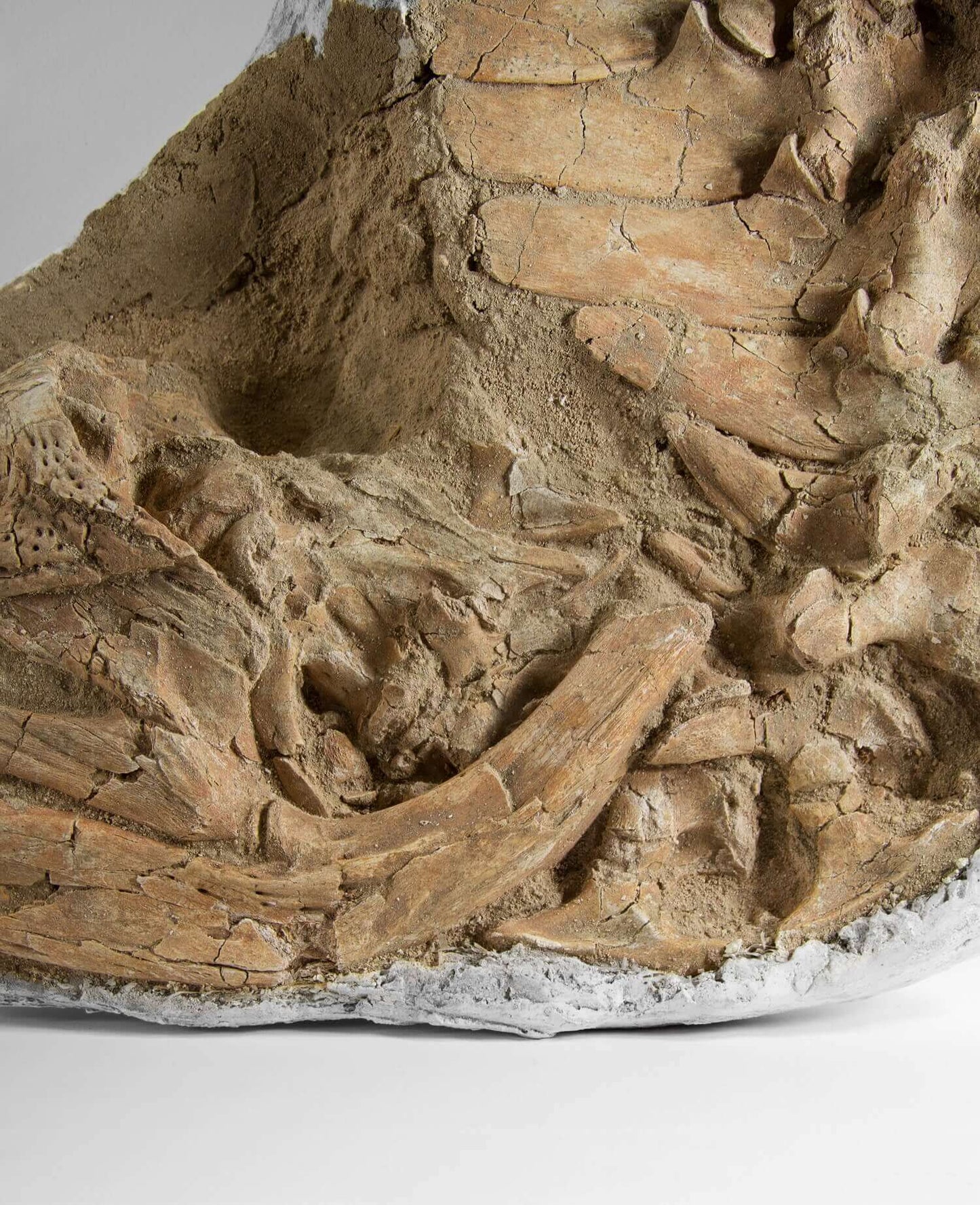 Highly important museum-quality Dyrosaurus Crocodile fossil Skull for sale measuring 1.31 meters