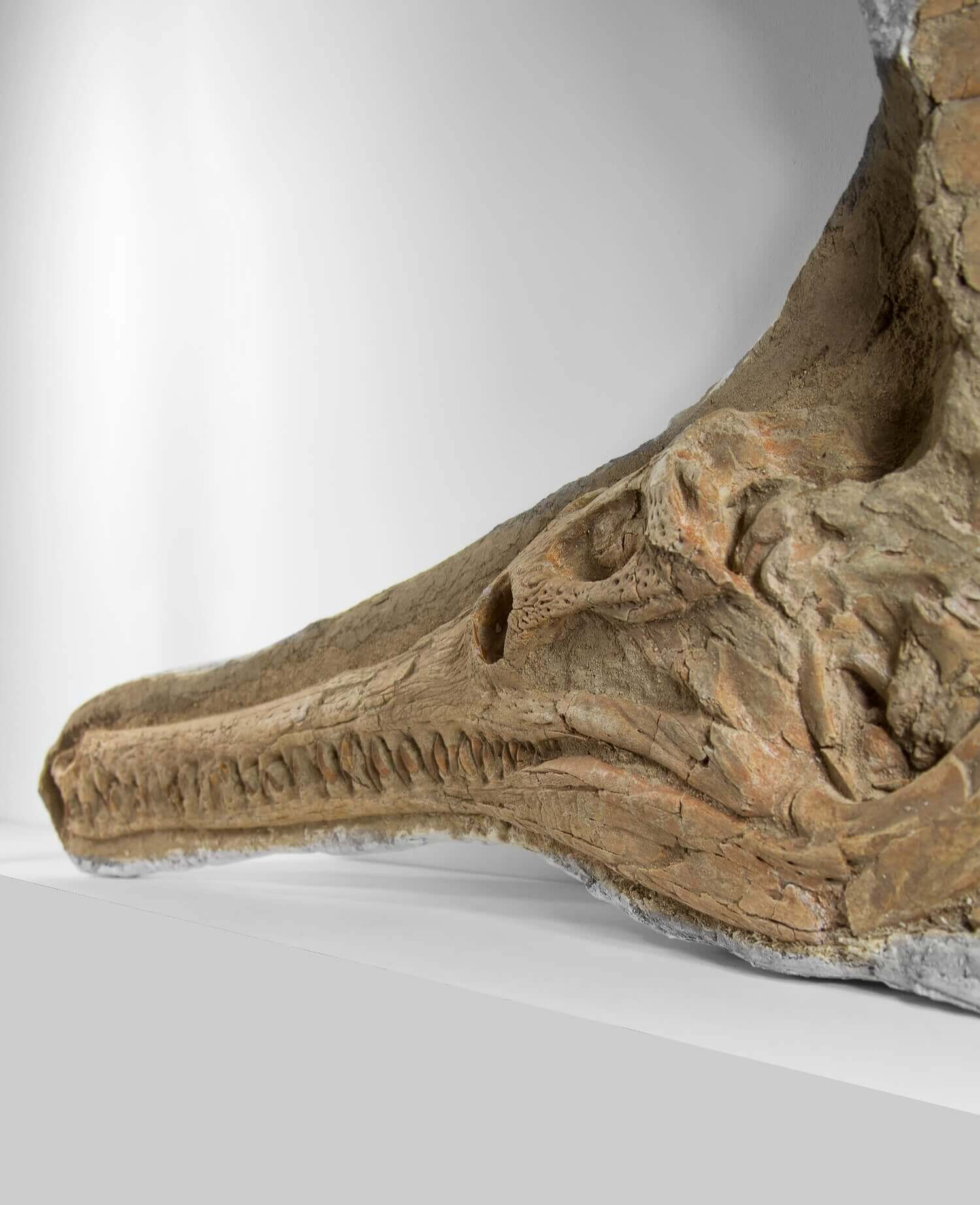 Highly important museum-quality Dyrosaurus Crocodile fossil Skull for sale measuring 1.31 meters