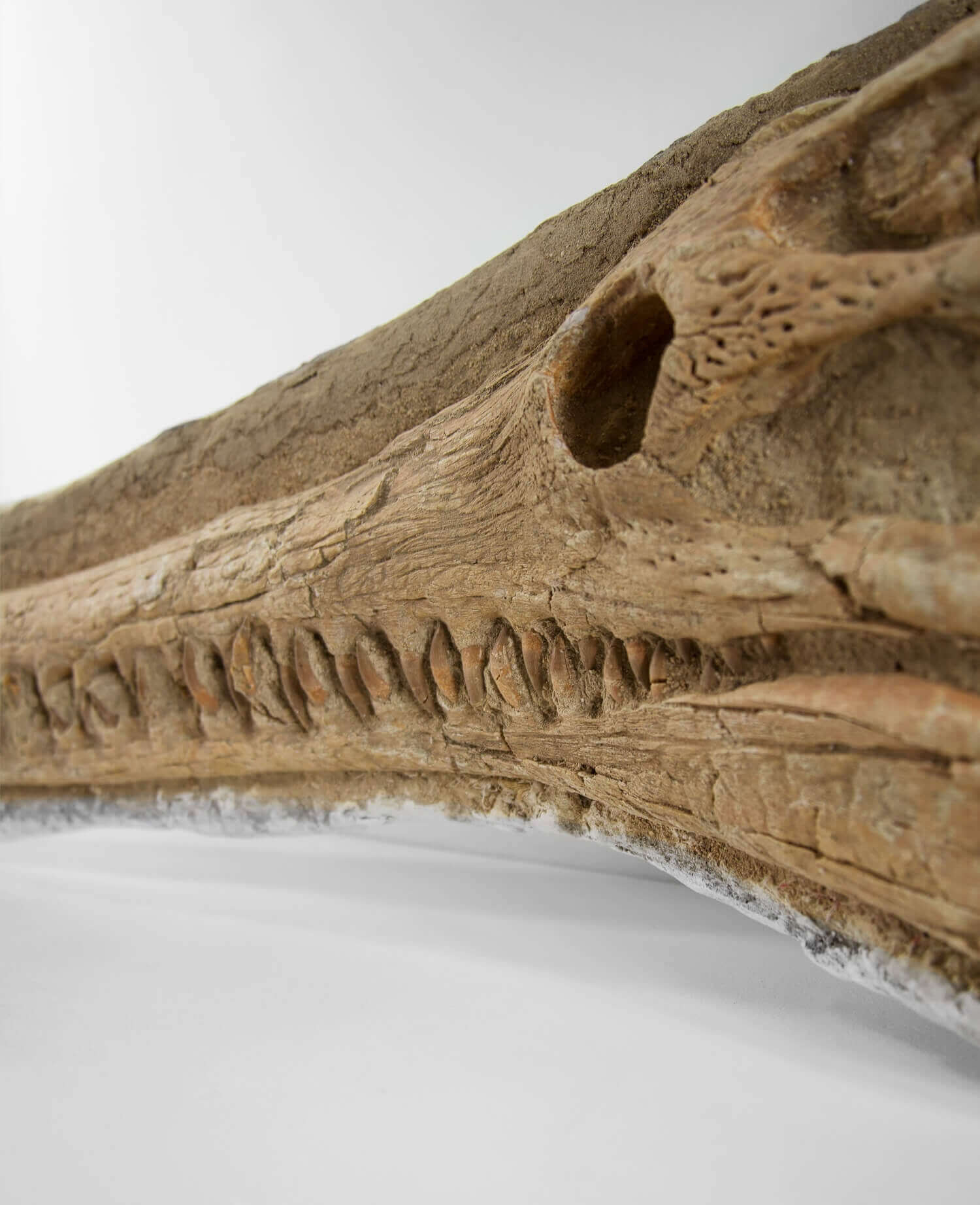 Highly important museum-quality Dyrosaurus Crocodile fossil Skull for sale measuring 1.31 meters