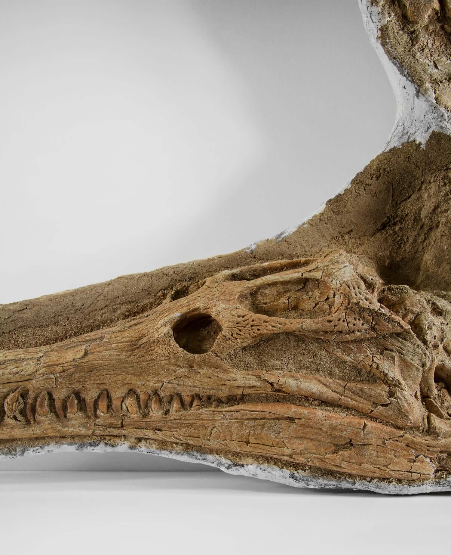 Highly important museum-quality Dyrosaurus Crocodile fossil Skull for sale measuring 1.31 meters