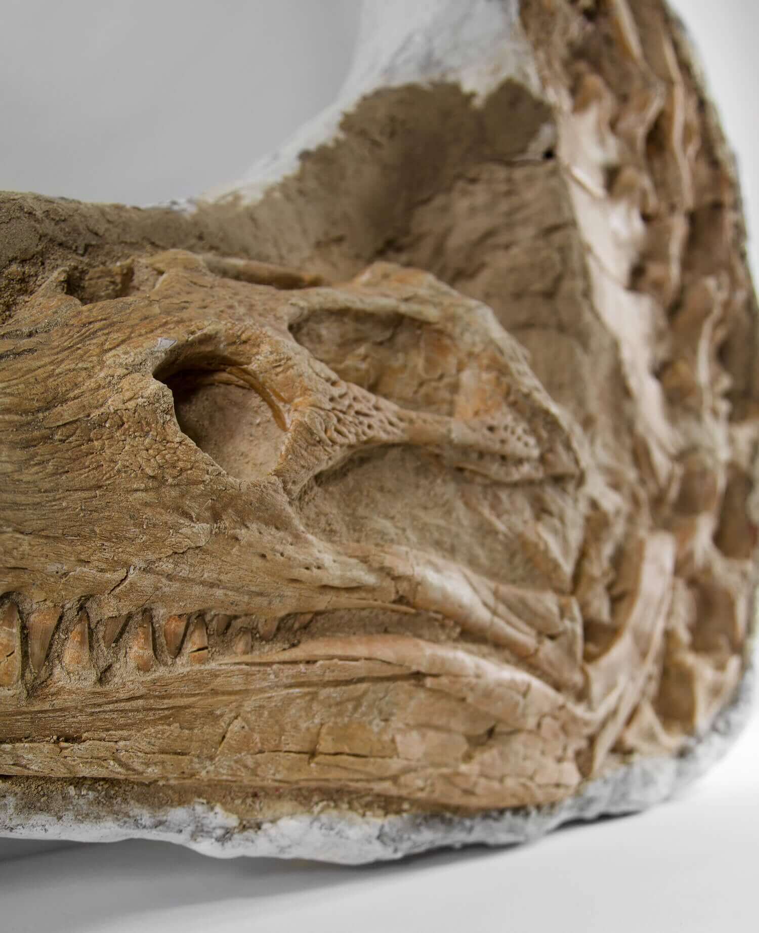 Highly important museum-quality Dyrosaurus Crocodile fossil Skull for sale measuring 1.31 meters