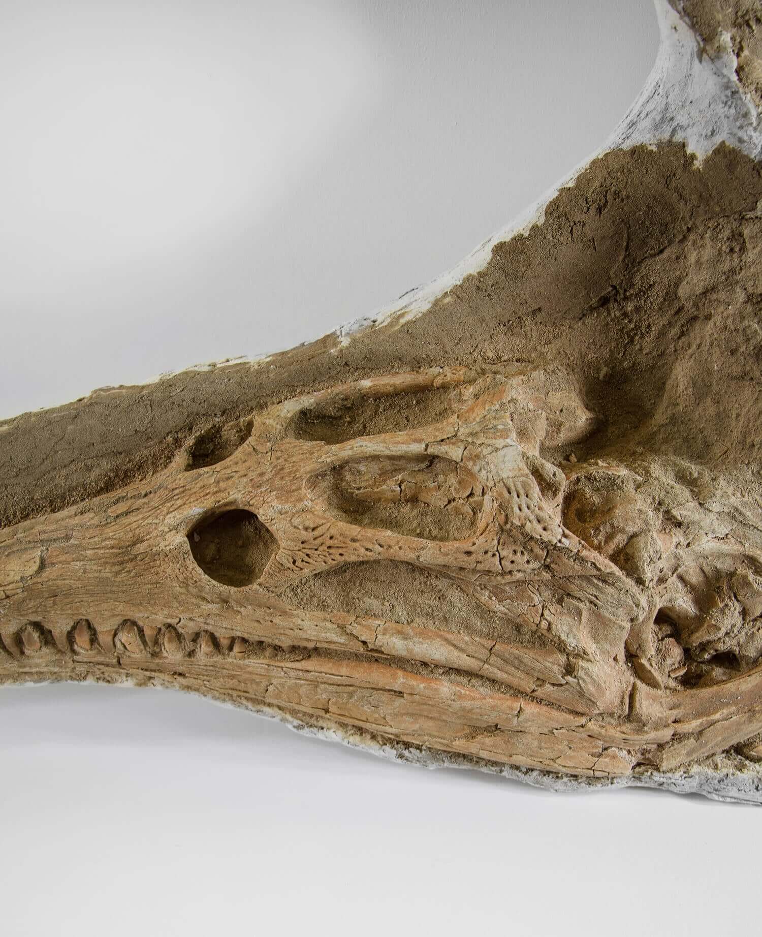 Highly important museum-quality Dyrosaurus Crocodile fossil Skull for sale measuring 1.31 meters