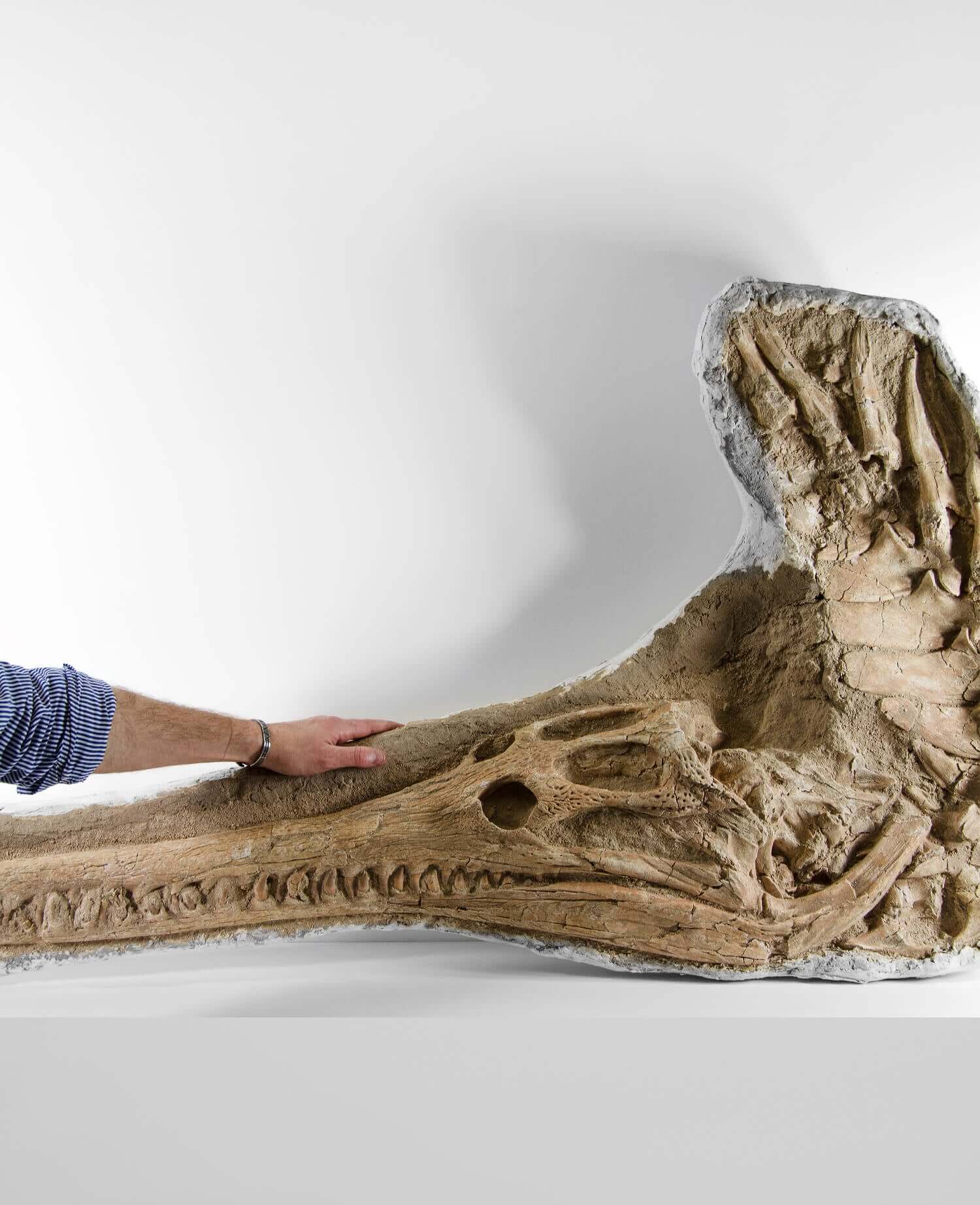 Highly important museum-quality Dyrosaurus Crocodile fossil Skull for sale measuring 1.31 meters