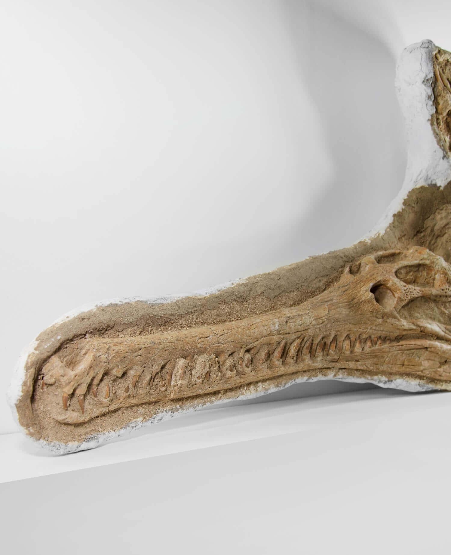 Highly important museum-quality Dyrosaurus Crocodile fossil Skull for sale measuring 1.31 meters