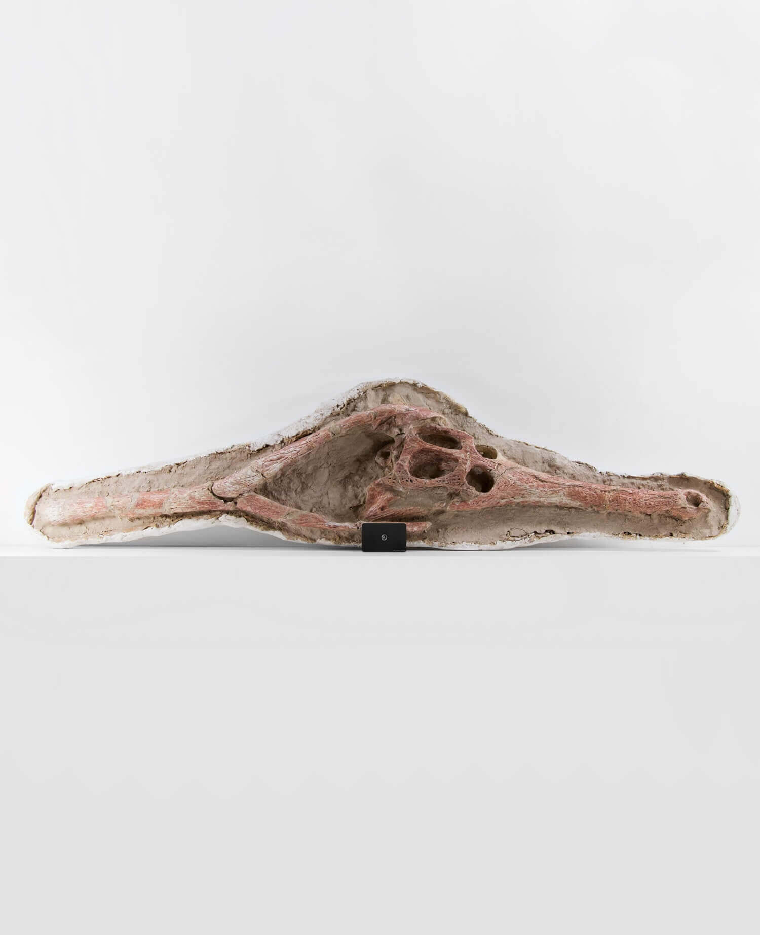 Highly important museum-quality Dyrosaurus Crocodile fossil Skull for sale measuring 1.4 meters