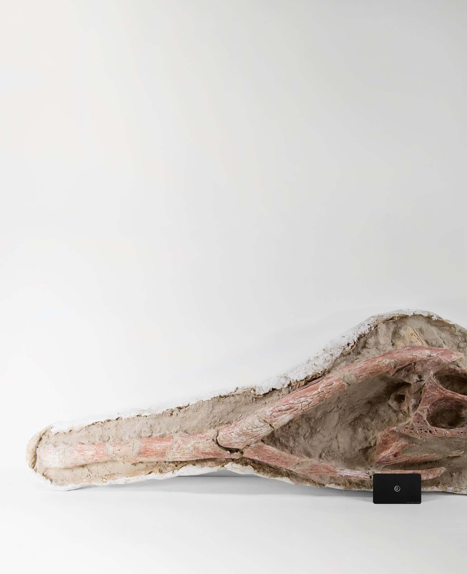 Highly important museum-quality Dyrosaurus Crocodile fossil Skull for sale measuring 1.4 meters