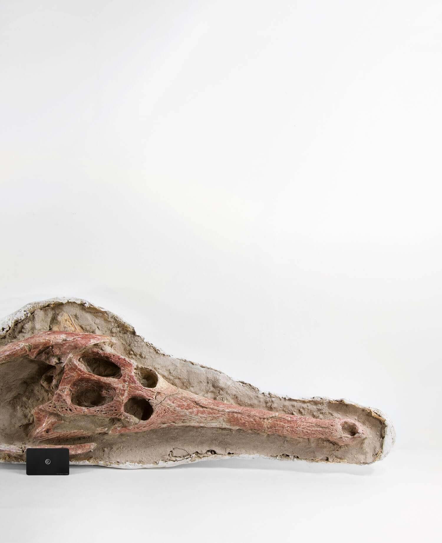 Highly important museum-quality Dyrosaurus Crocodile fossil Skull for sale measuring 1.4 meters