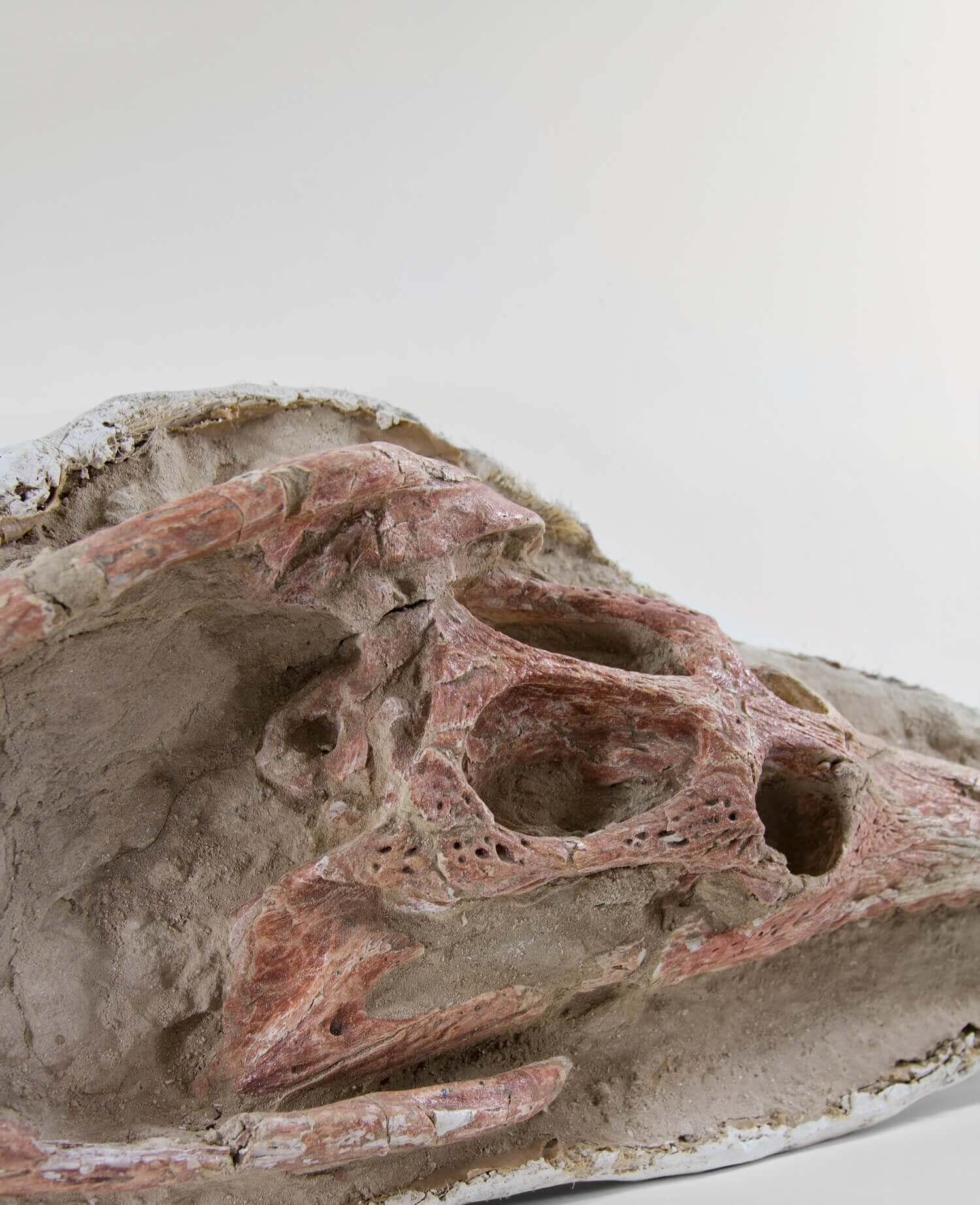 Highly important museum-quality Dyrosaurus Crocodile fossil Skull for sale measuring 1.4 meters