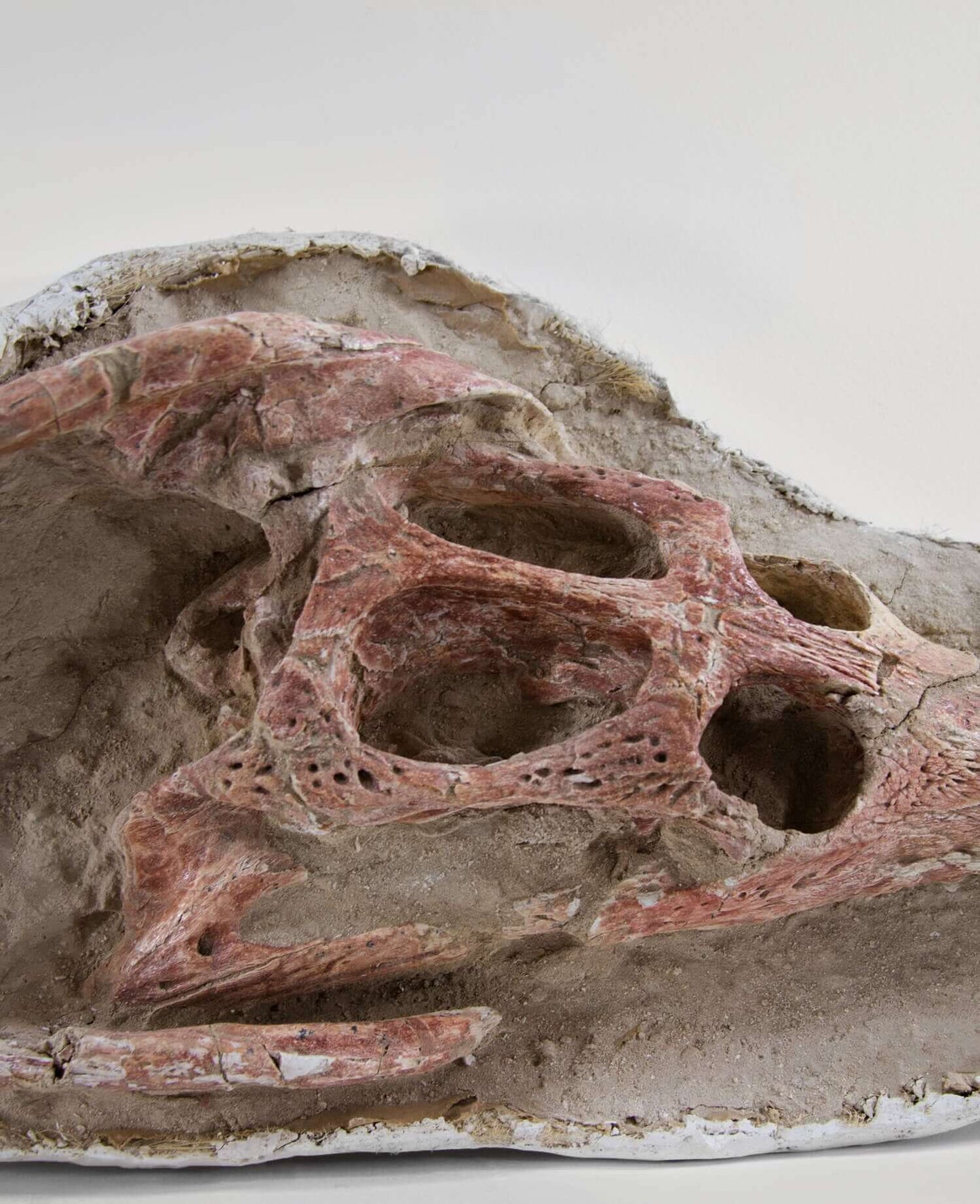 Highly important museum-quality Dyrosaurus Crocodile fossil Skull for sale measuring 1.4 meters