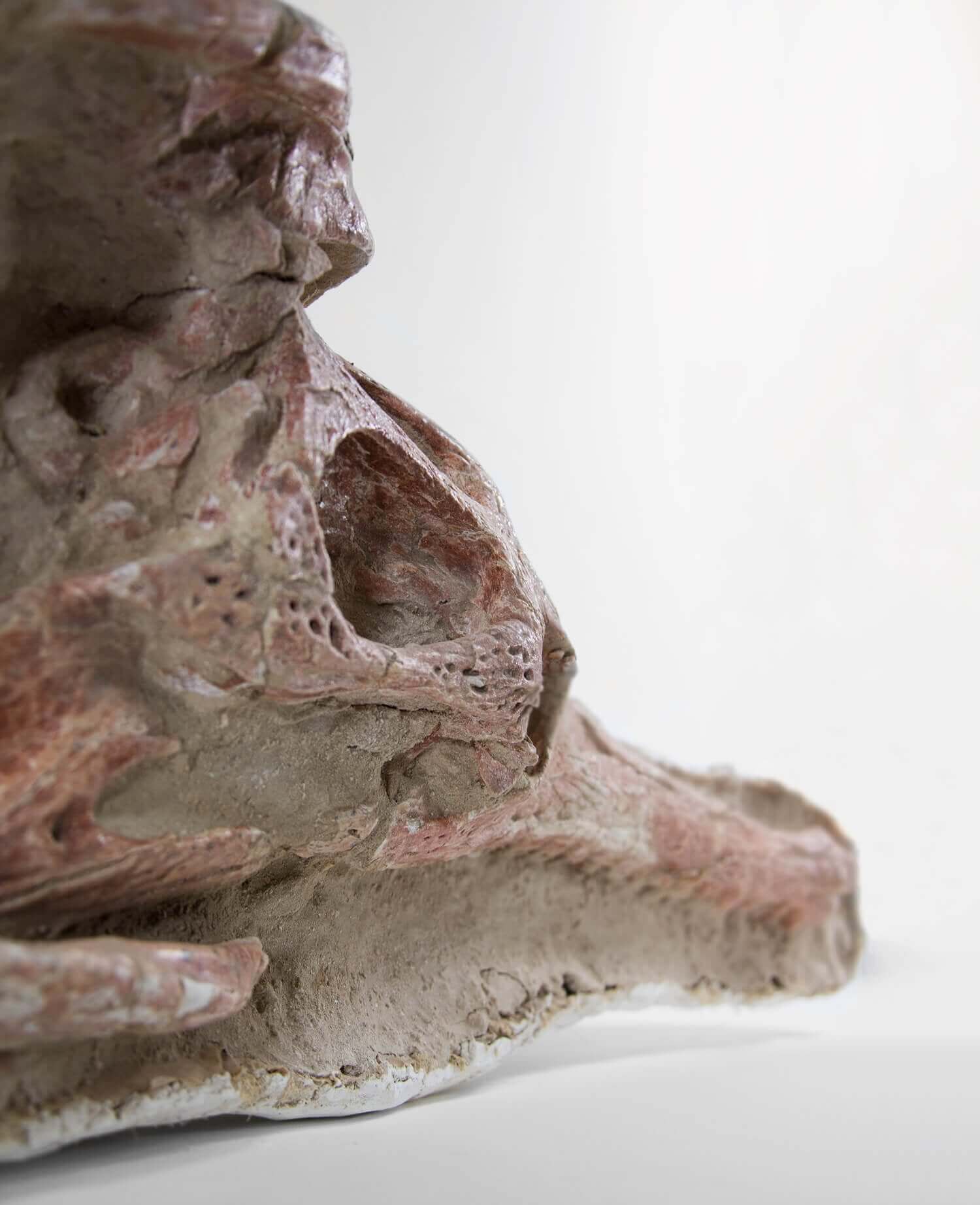 Highly important museum-quality Dyrosaurus Crocodile fossil Skull for sale measuring 1.4 meters