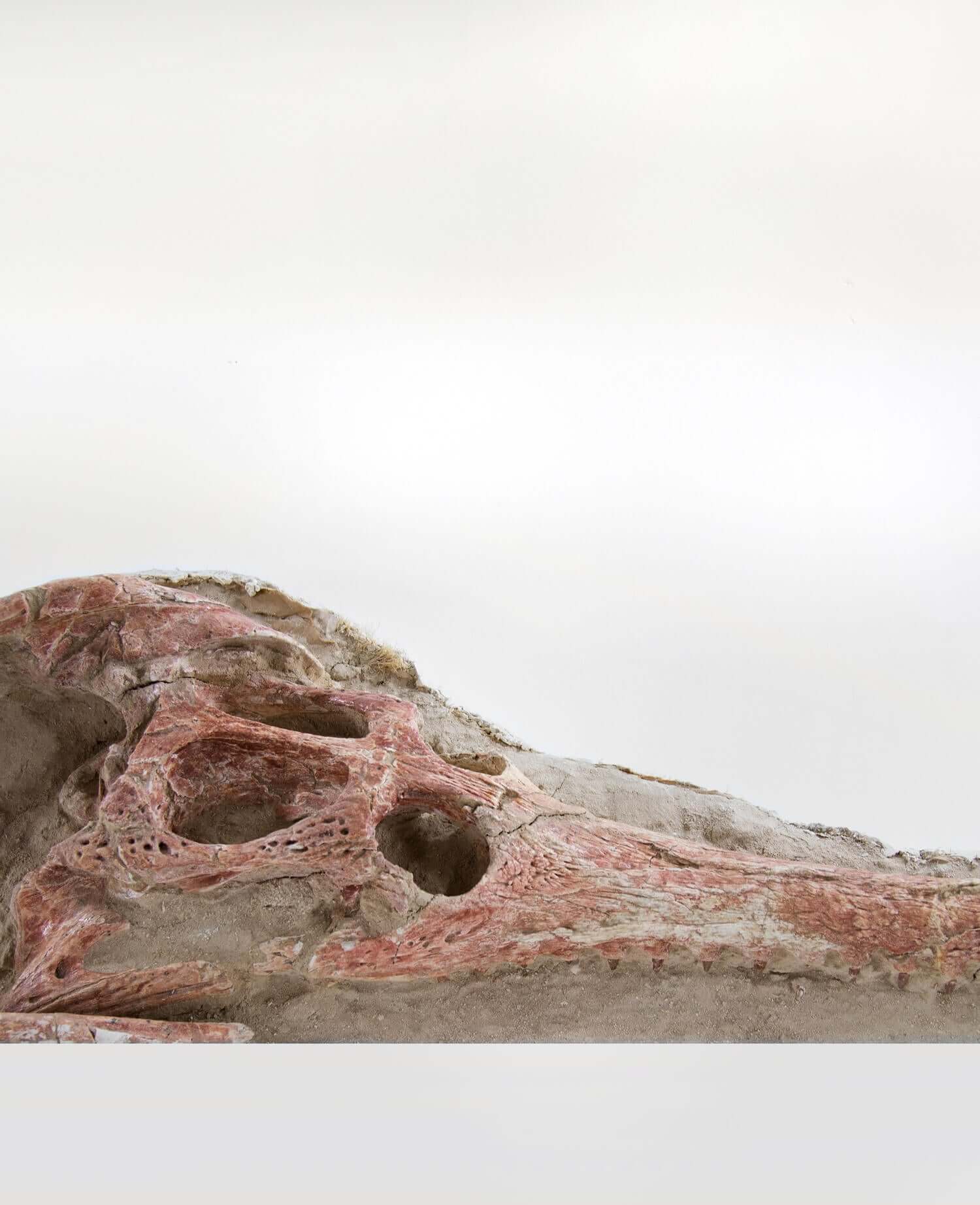 Highly important museum-quality Dyrosaurus Crocodile fossil Skull for sale measuring 1.4 meters