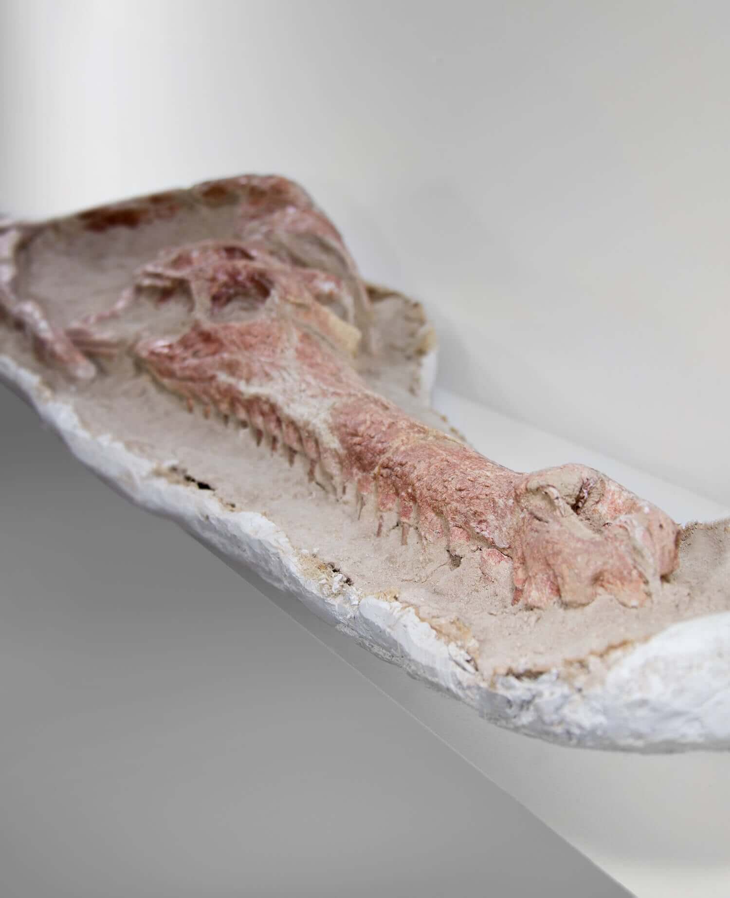 Highly important museum-quality Dyrosaurus Crocodile fossil Skull for sale measuring 1.4 meters