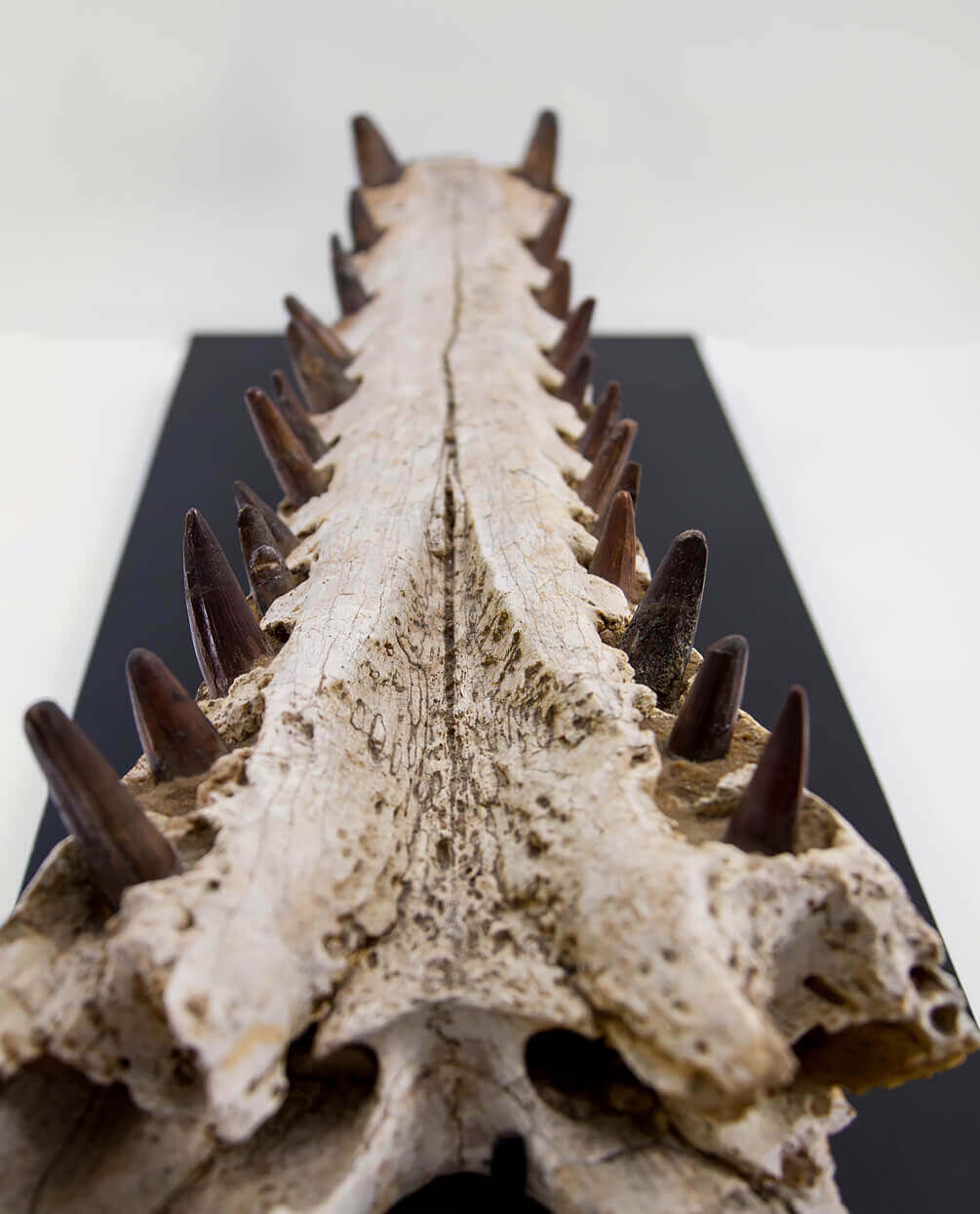 An extremely rare discovery of a Sarcosuchus fossil crocodile for sale exhibiting a lower Jaw measuring 0.7 meters