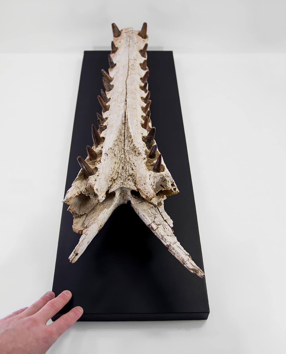 An extremely rare discovery of a Sarcosuchus fossil crocodile for sale exhibiting a lower Jaw measuring 0.7 meters