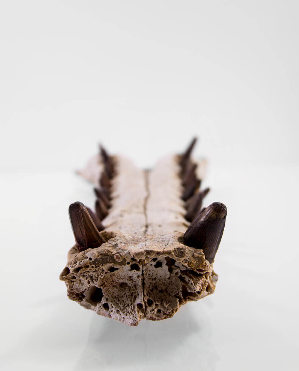 An extremely rare discovery of a Sarcosuchus fossil crocodile for sale exhibiting a lower Jaw measuring 0.7 meters