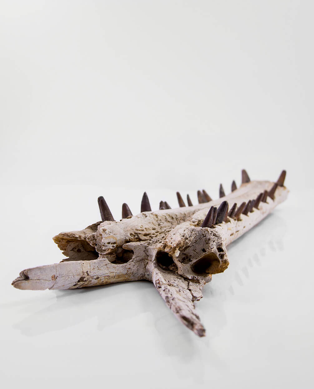 An extremely rare discovery of a Sarcosuchus fossil crocodile for sale exhibiting a lower Jaw measuring 0.7 meters