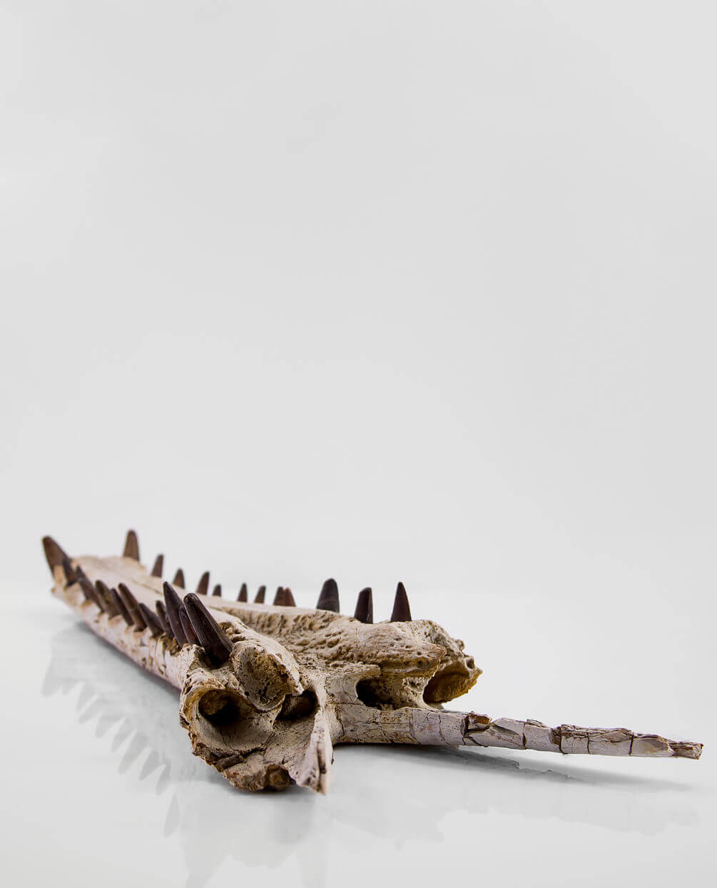 An extremely rare discovery of a Sarcosuchus fossil crocodile for sale exhibiting a lower Jaw measuring 0.7 meters