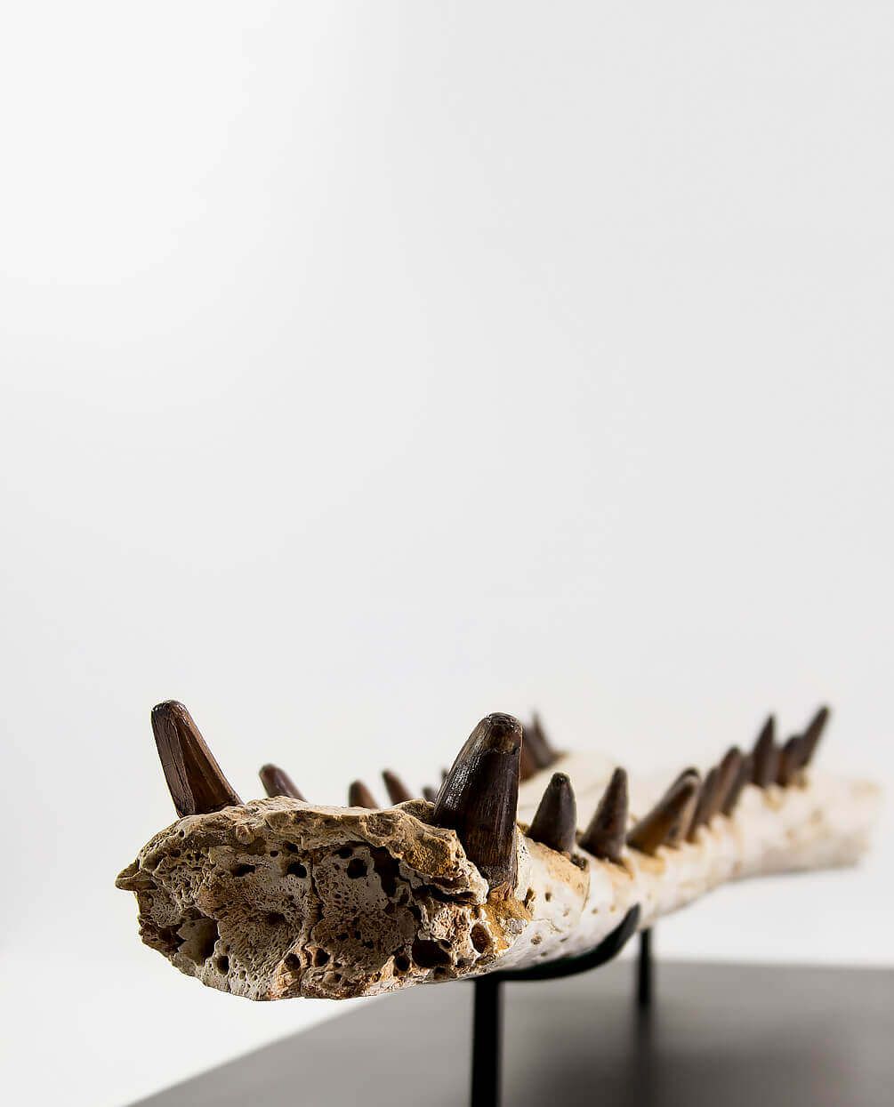 An extremely rare discovery of a Sarcosuchus fossil crocodile for sale exhibiting a lower Jaw measuring 0.7 meters