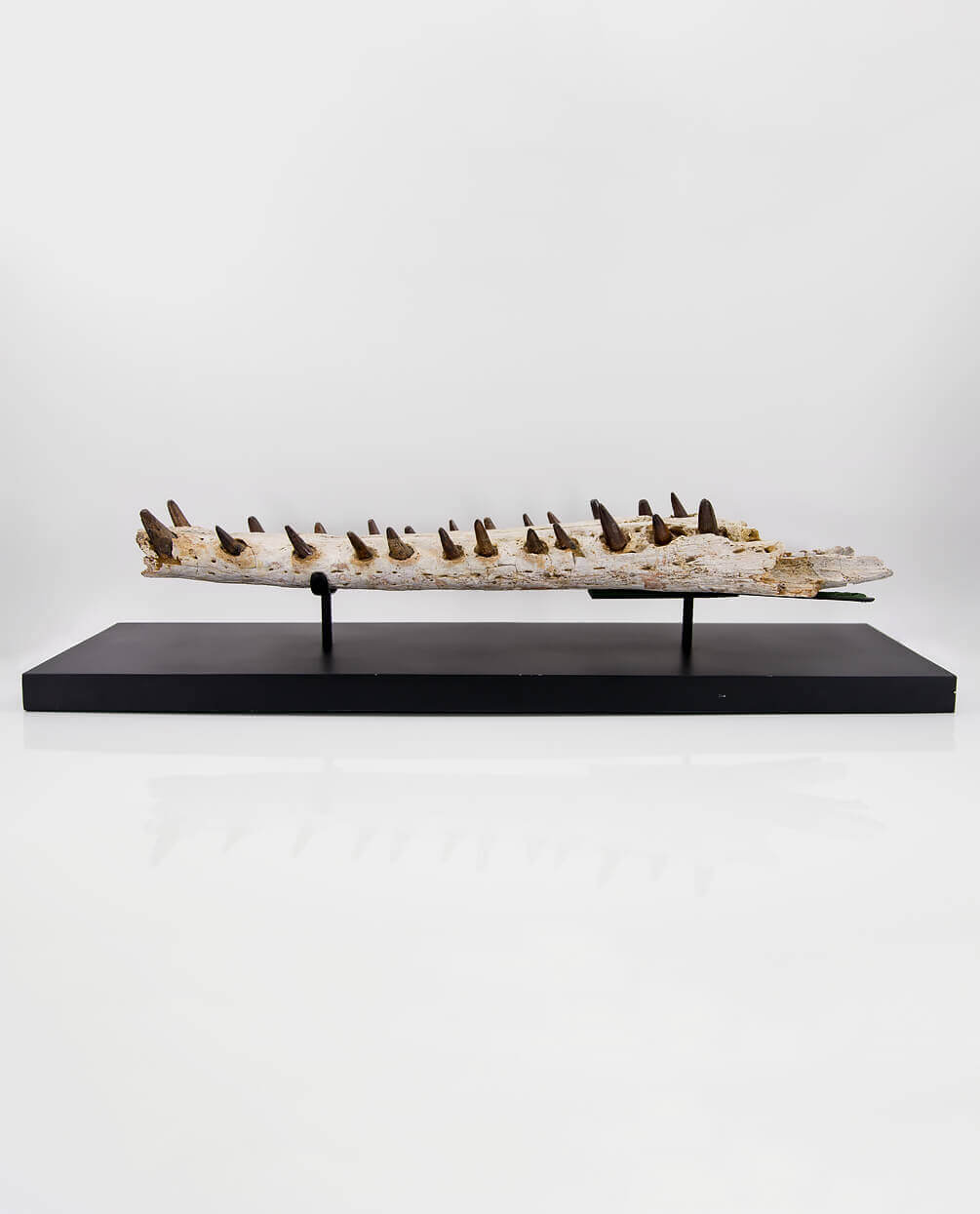 An extremely rare discovery of a Sarcosuchus fossil crocodile for sale exhibiting a lower Jaw measuring 0.7 meters