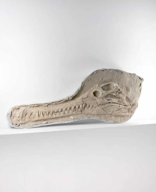 Highly important museum-quality Dyrosaurus Crocodile fossil Skull for sale measuring 1.2 meters