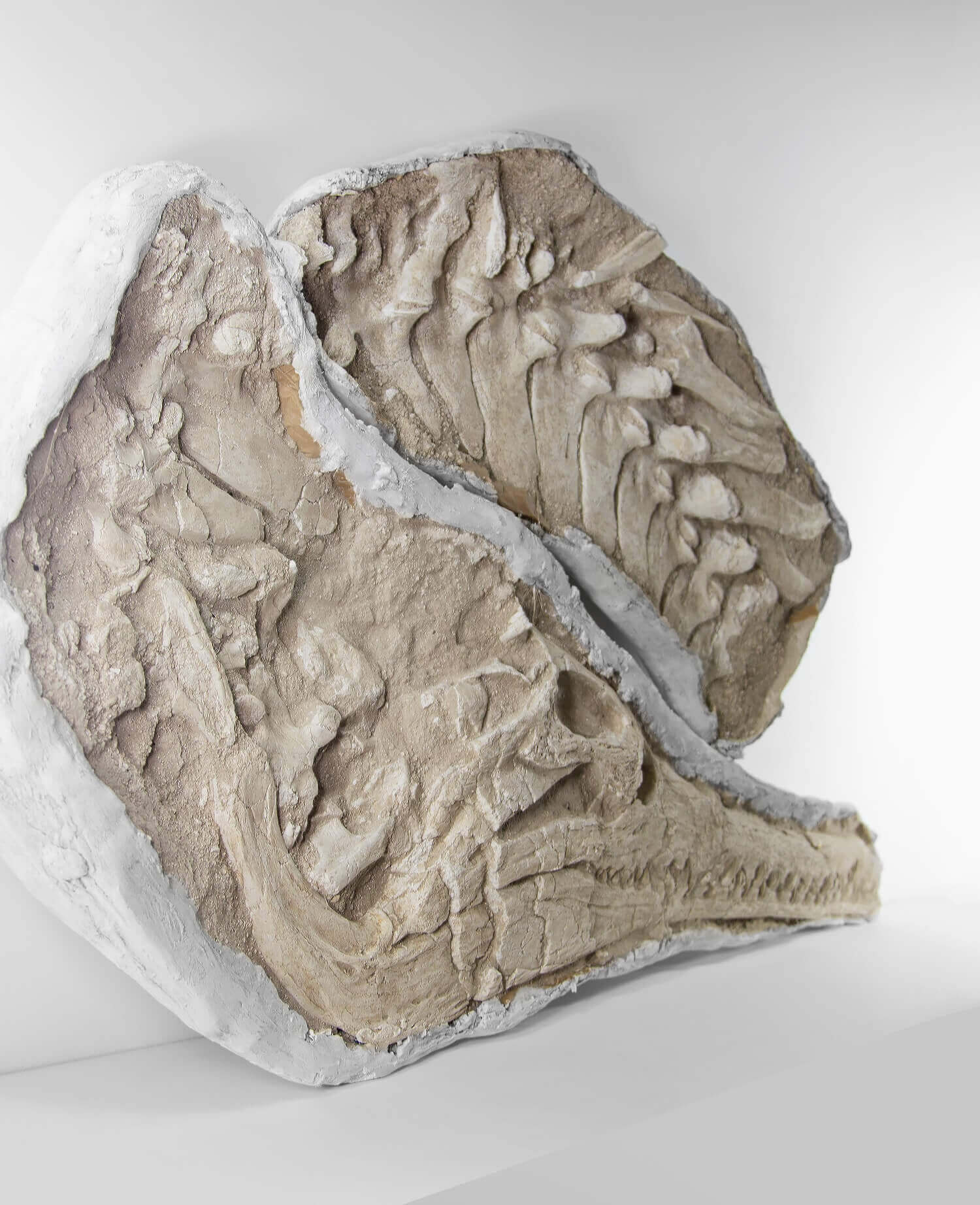 Highly important museum-quality Dyrosaurus Crocodile fossil Skull for sale measuring 1.3 meters