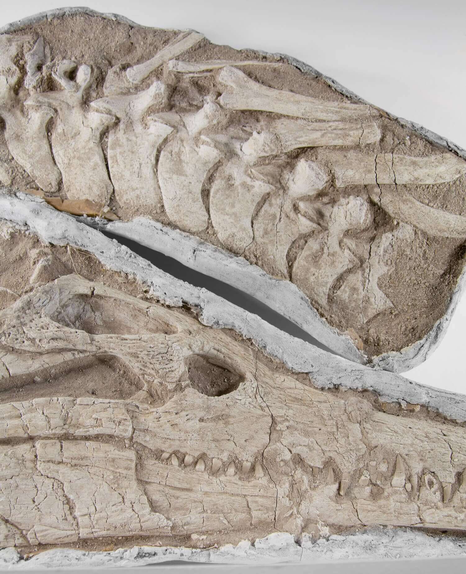 Highly important museum-quality Dyrosaurus Crocodile fossil Skull for sale measuring 1.3 meters