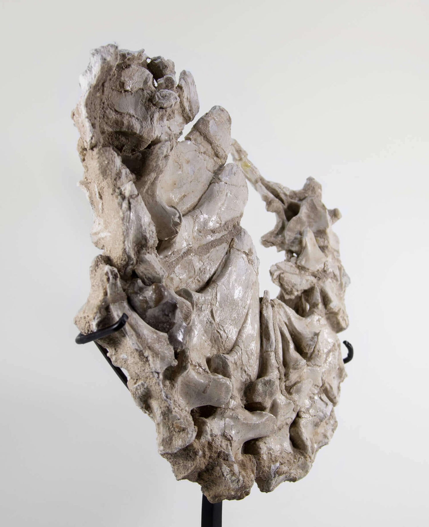 Highly important museum-quality Dyrosaurus Crocodile fossil vertebra for sale measuring 0.4 meters