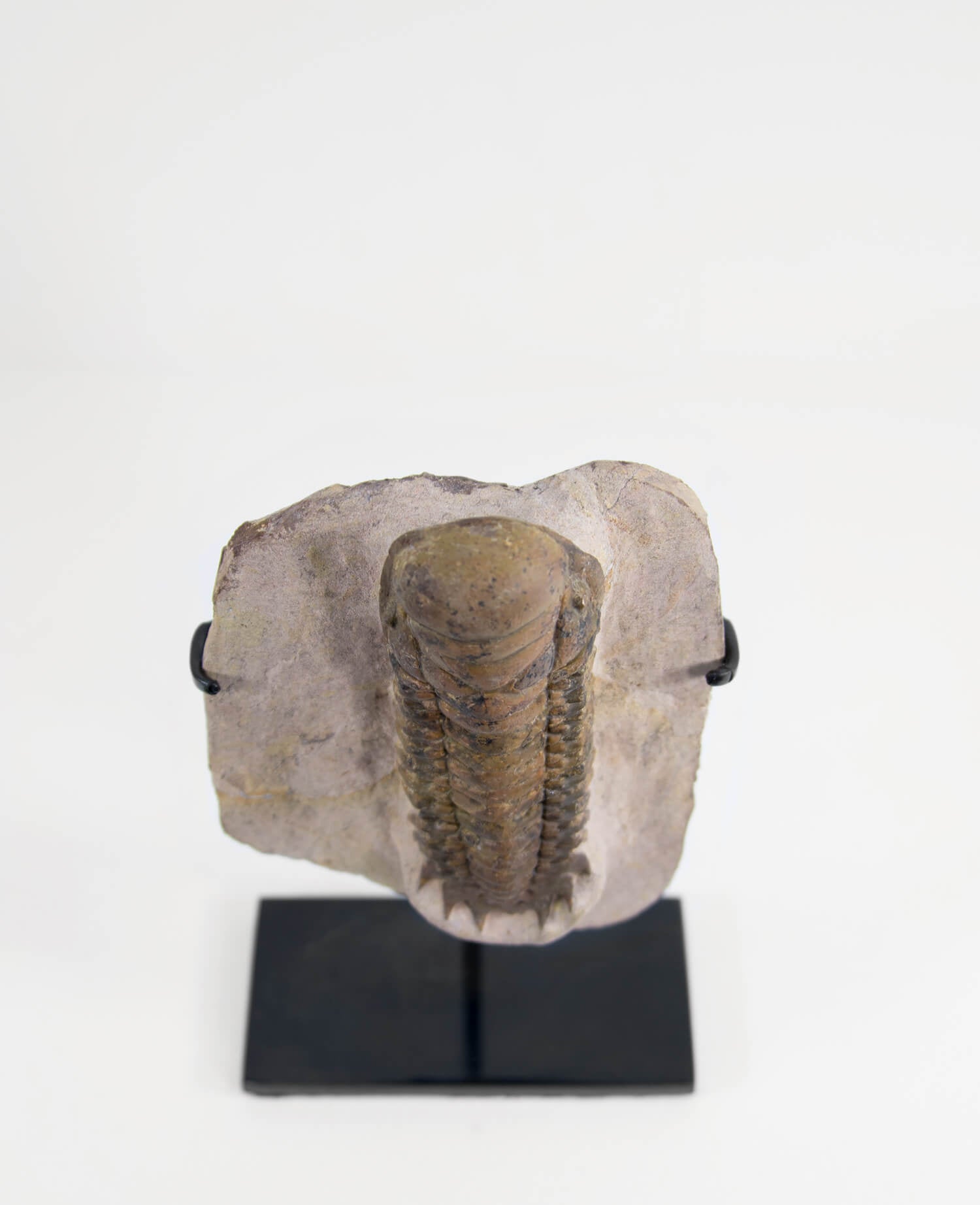 A scientifically important Crotalocephalus gibbus fossil trilobite for sale measuring 101mm at THE FOSSIL STORE