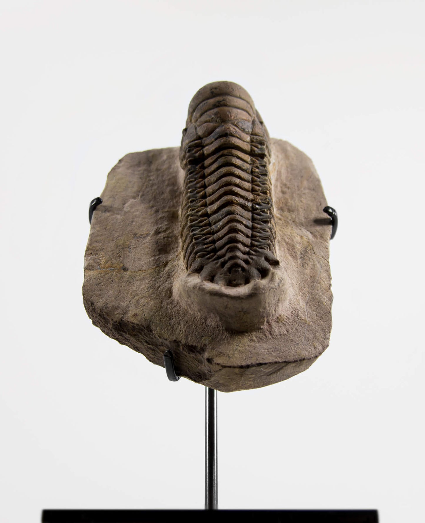 A scientifically important Crotalocephalus gibbus fossil trilobite for sale measuring 101mm at THE FOSSIL STORE