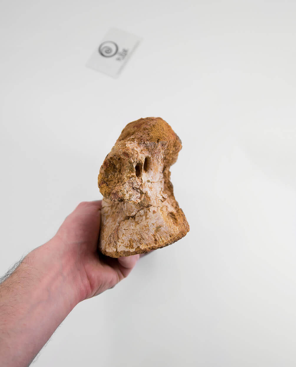 Scientifically important Spinosaurus aegyptiacus dinosaur fossil vertebra for sale measuring 175mm at THE FOSSIL STORE