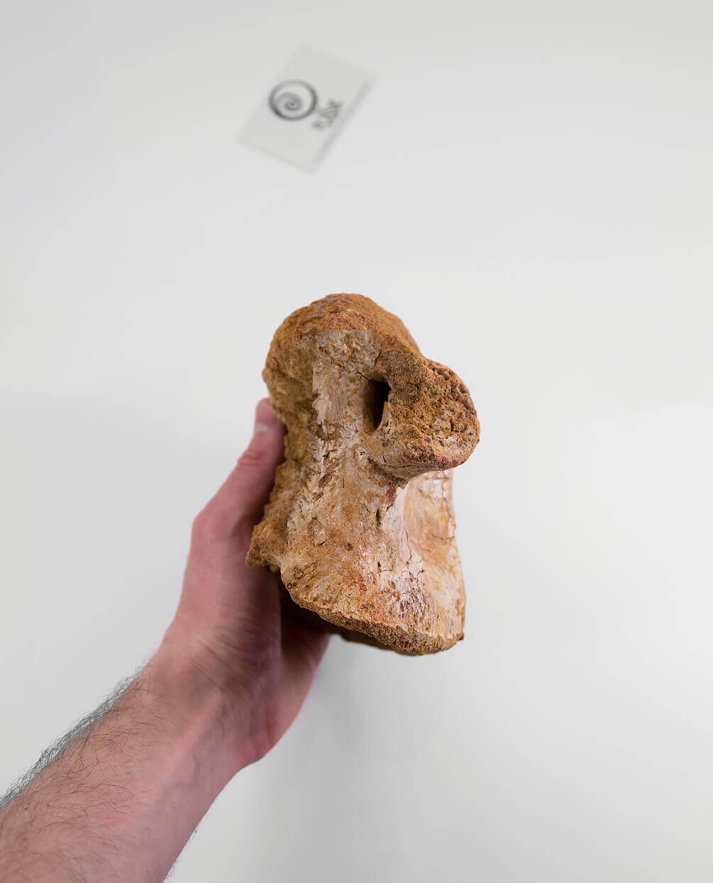 Scientifically important Spinosaurus aegyptiacus dinosaur fossil vertebra for sale measuring 175mm at THE FOSSIL STORE