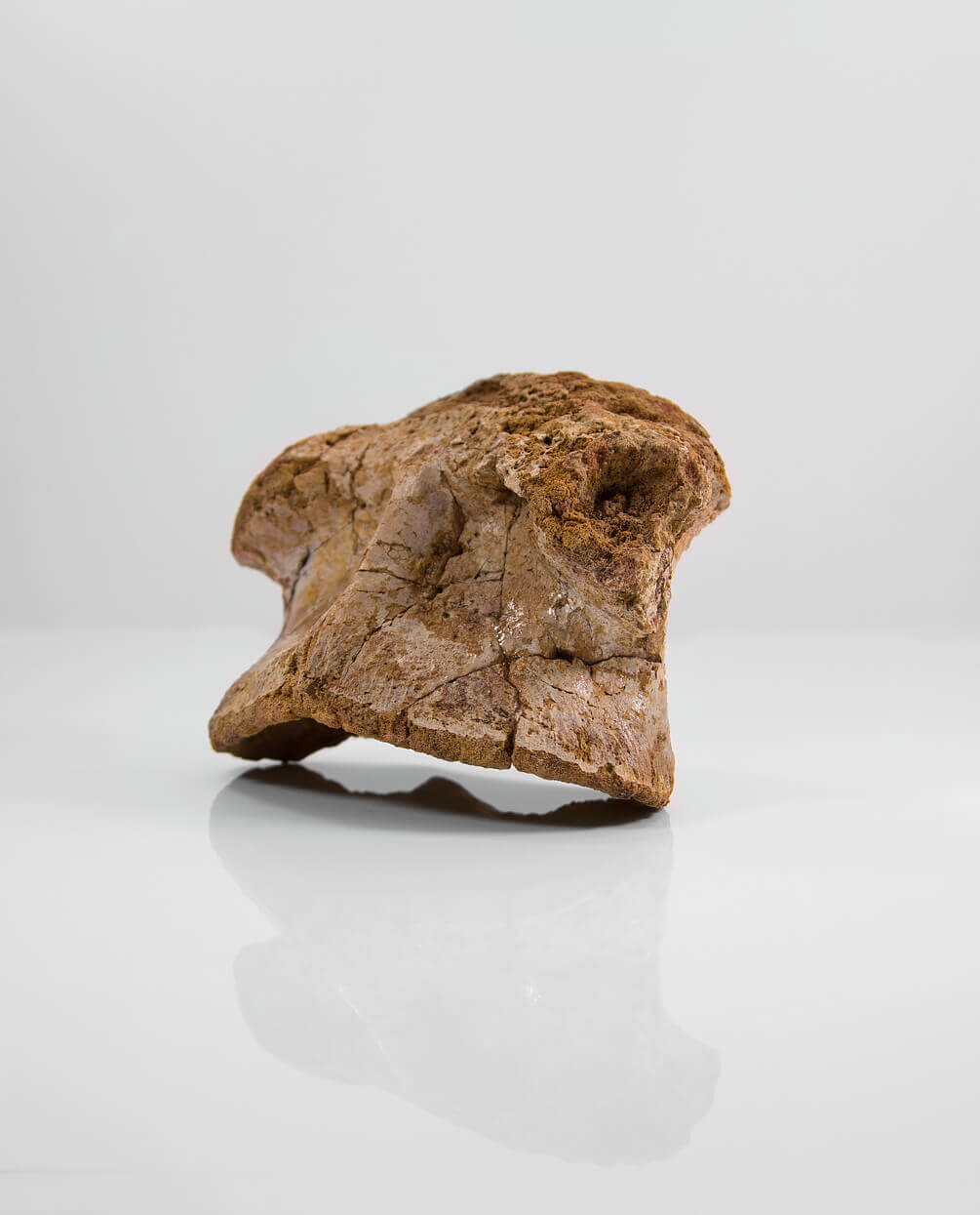 Scientifically important Spinosaurus aegyptiacus dinosaur fossil vertebra for sale measuring 175mm at THE FOSSIL STORE