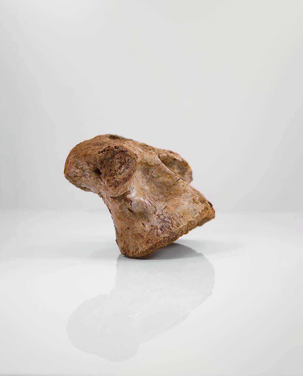 Scientifically important Spinosaurus aegyptiacus dinosaur fossil vertebra for sale measuring 175mm at THE FOSSIL STORE