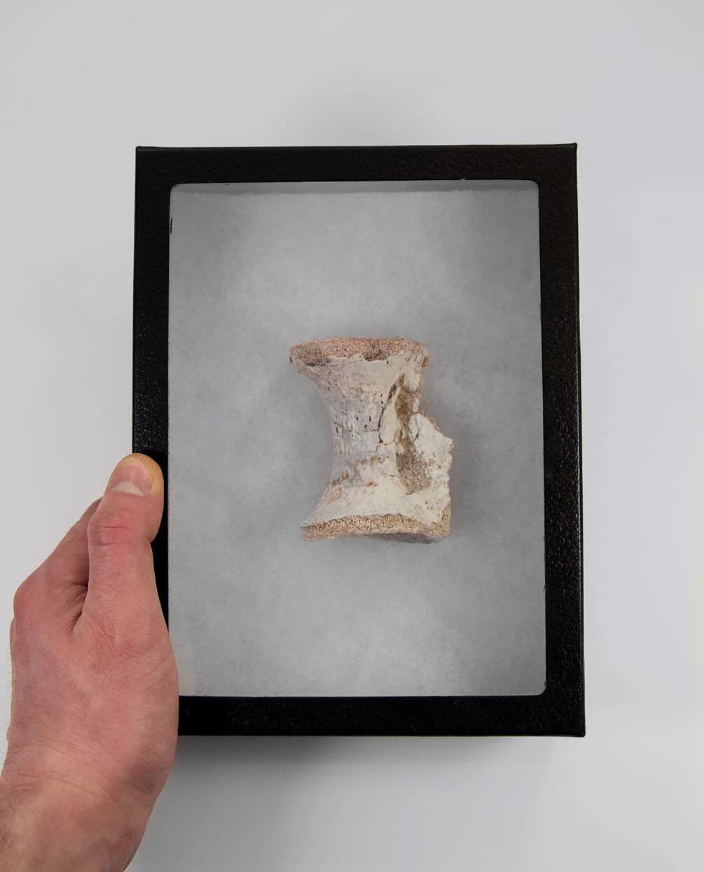 Scientifically important Spinosaurus aegyptiacus dinosaur fossil vertebra for sale measuring 72mm at THE FOSSIL STORE