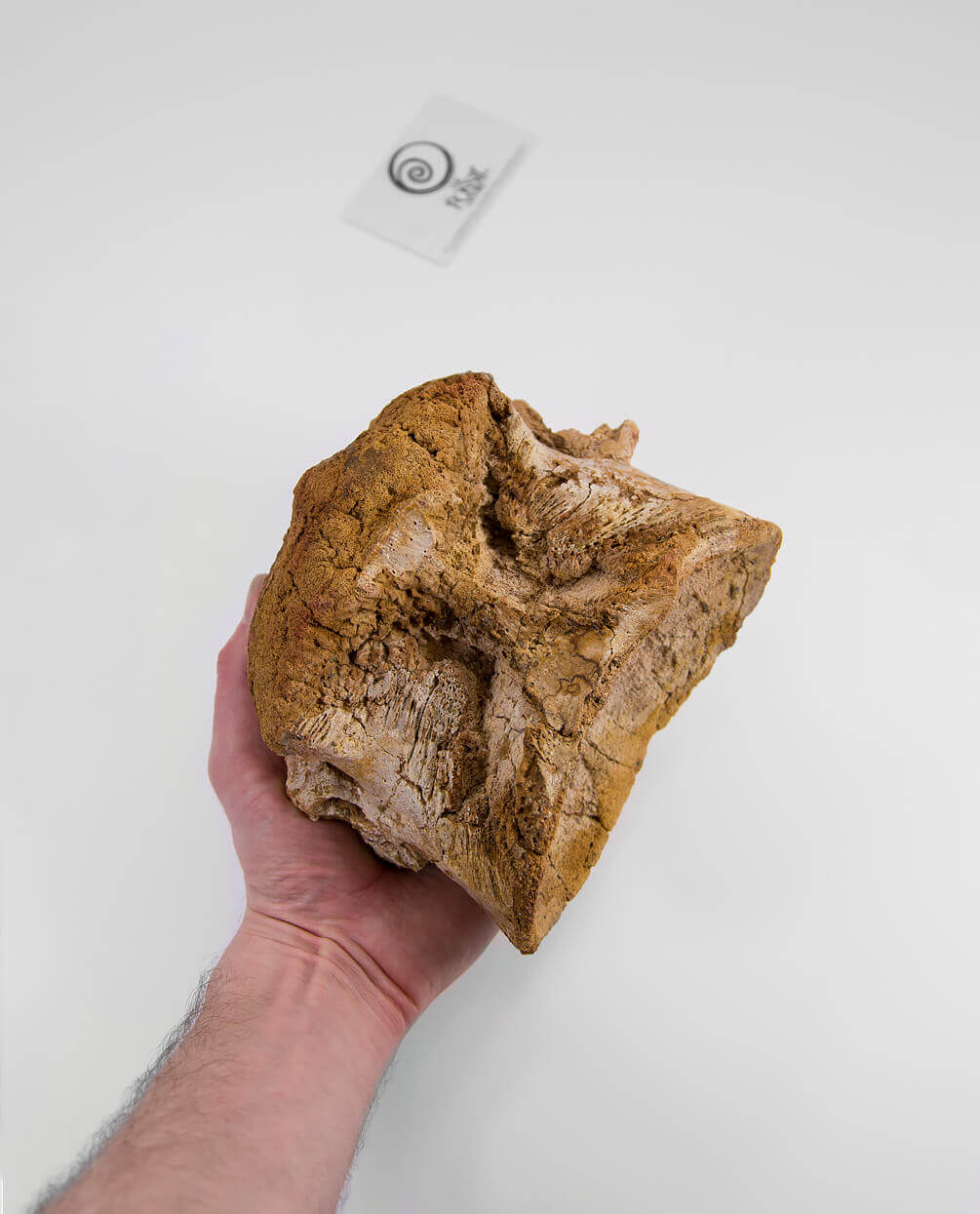 Scientifically important Spinosaurus aegyptiacus dinosaur fossil vertebra for sale measuring 175mm at THE FOSSIL STORE