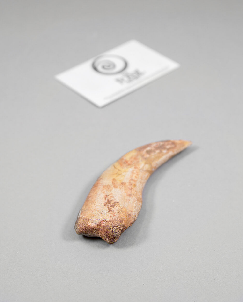 Museum-quality Spinosaurus dinosaur fossil claw for sale measuring 116mm at THE FOSSIL STORE