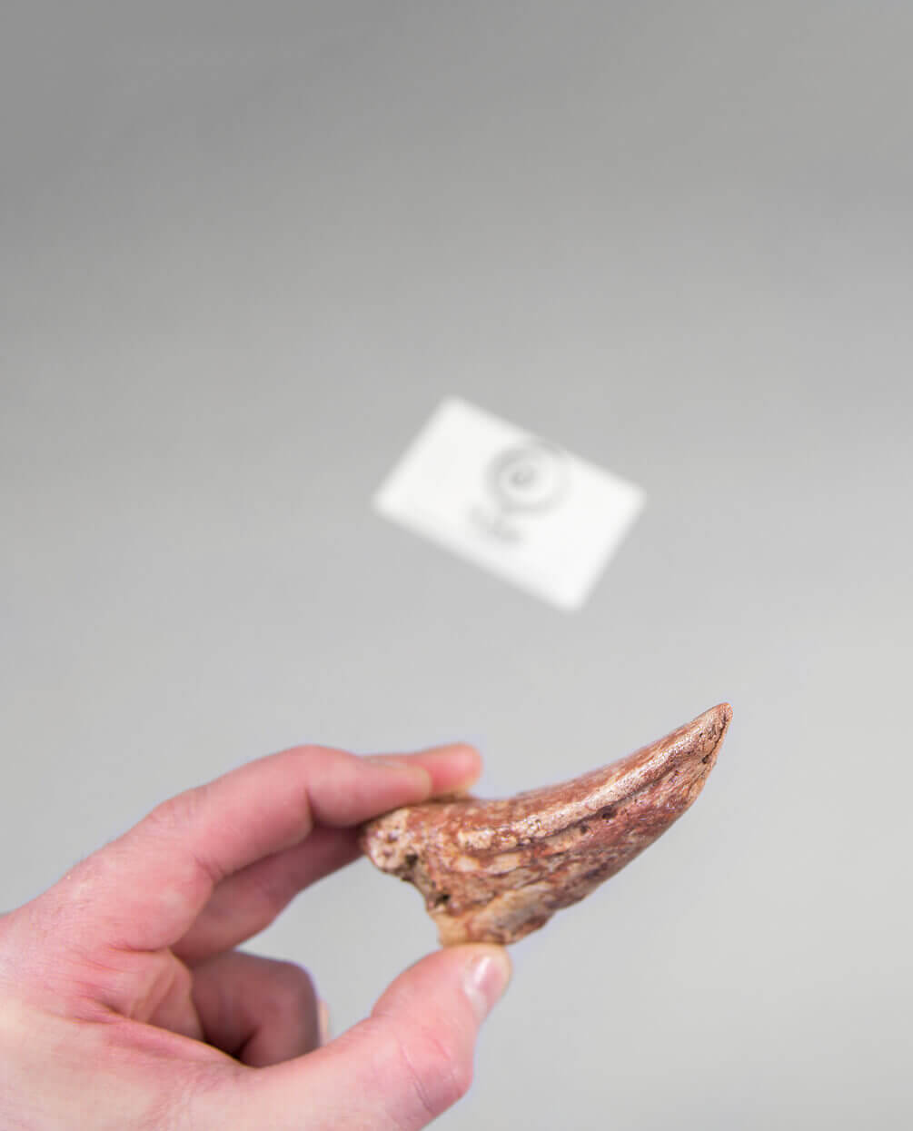 Scientifically important Spinosaurus aegyptiacus dinosaur fossil toe claw for sale measuring 91mm at THE FOSSIL STORE