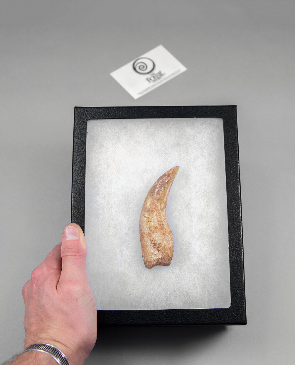 Museum-quality Spinosaurus dinosaur fossil claw for sale measuring 116mm at THE FOSSIL STORE