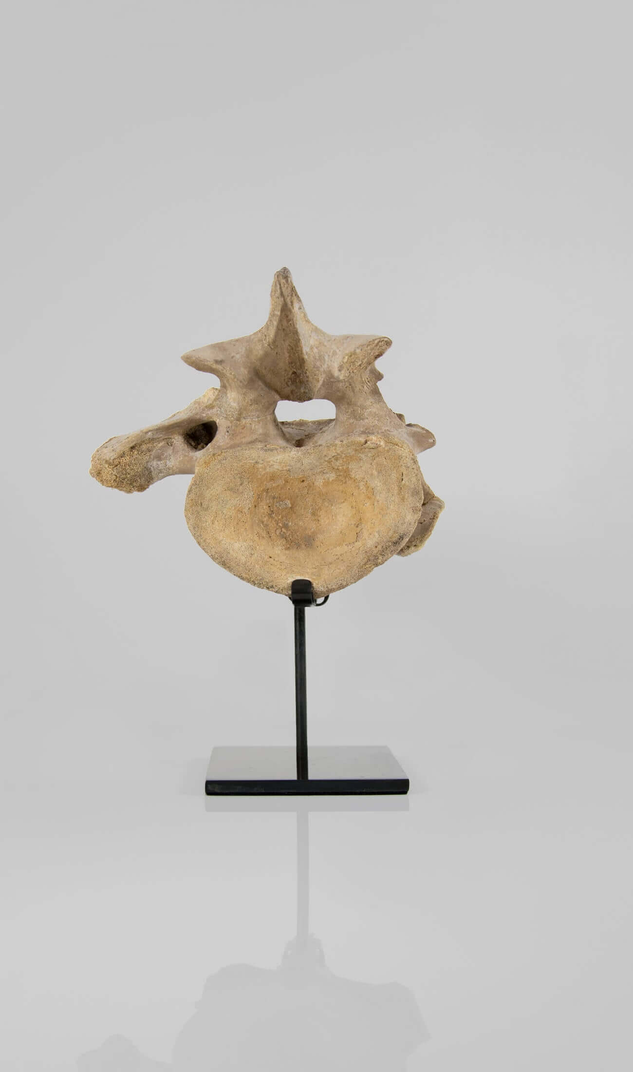 A rare dinosaur Sigilmassasaurus brevicollis vertebra fossil measuring 263mm on THE FOSSIL STORE bronze stand series